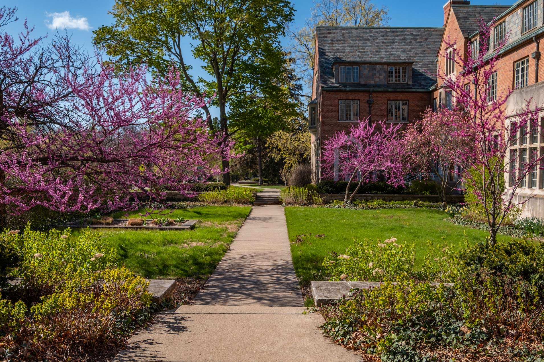 Redbuds in bloom near West Circle Drive on MSU's campus