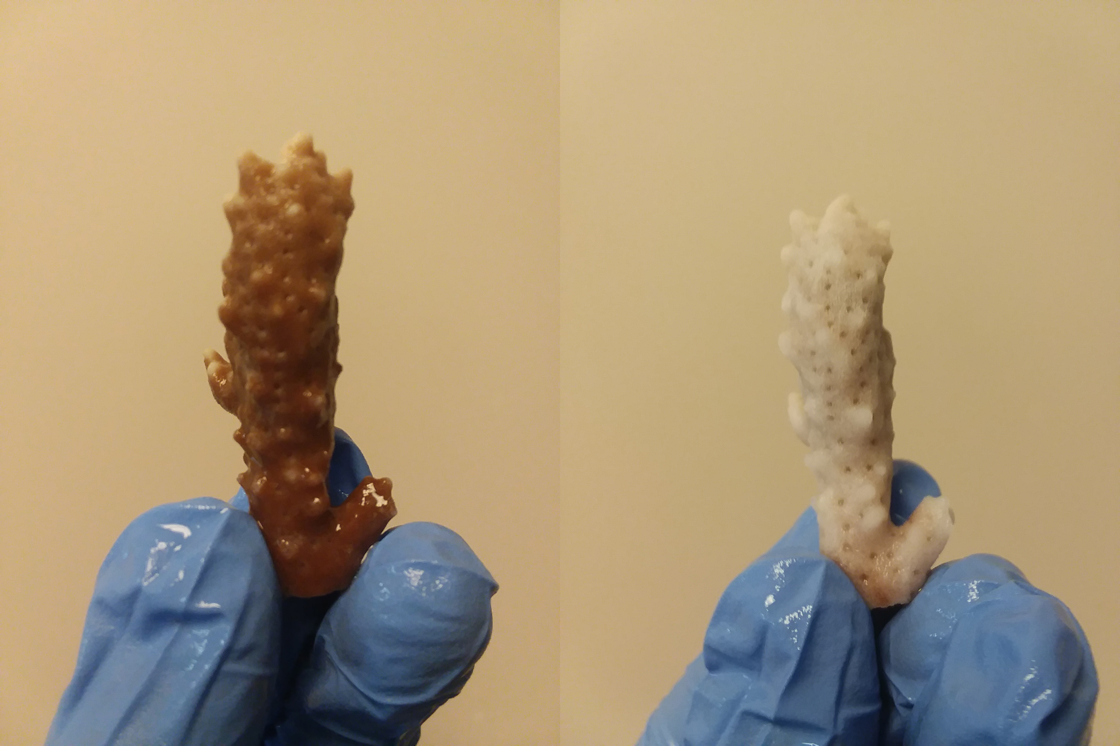 A photograph on the left shows a healthy coral with a rich, earthy golden color. On the right, a stark white coral shows what bleaching looks like.