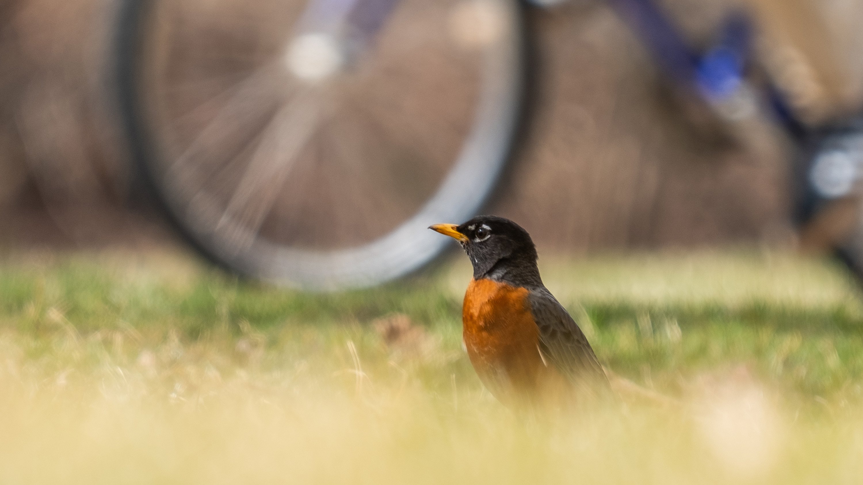 A robin sitting in the grass