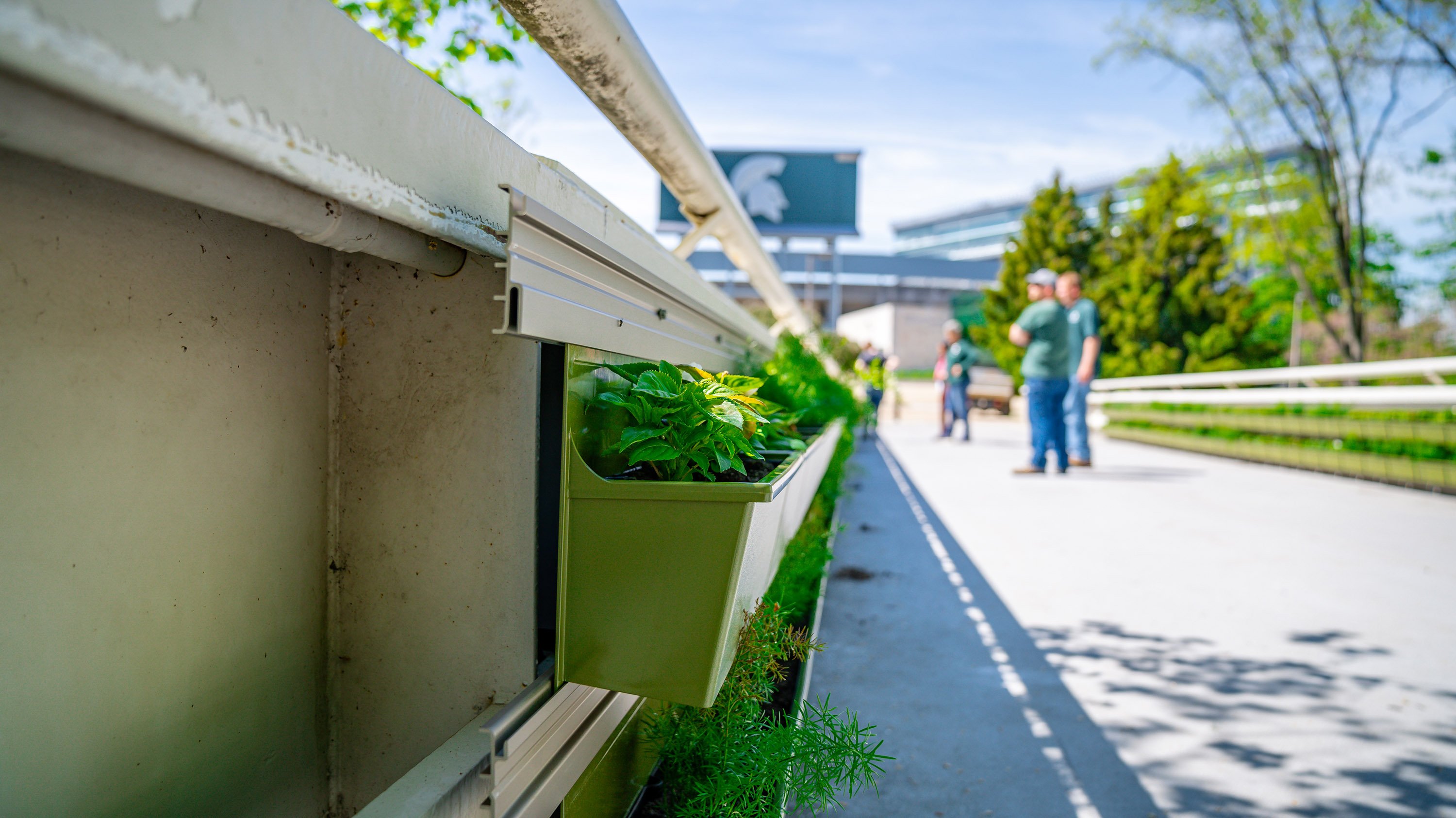 Green walls on MSU library bridge