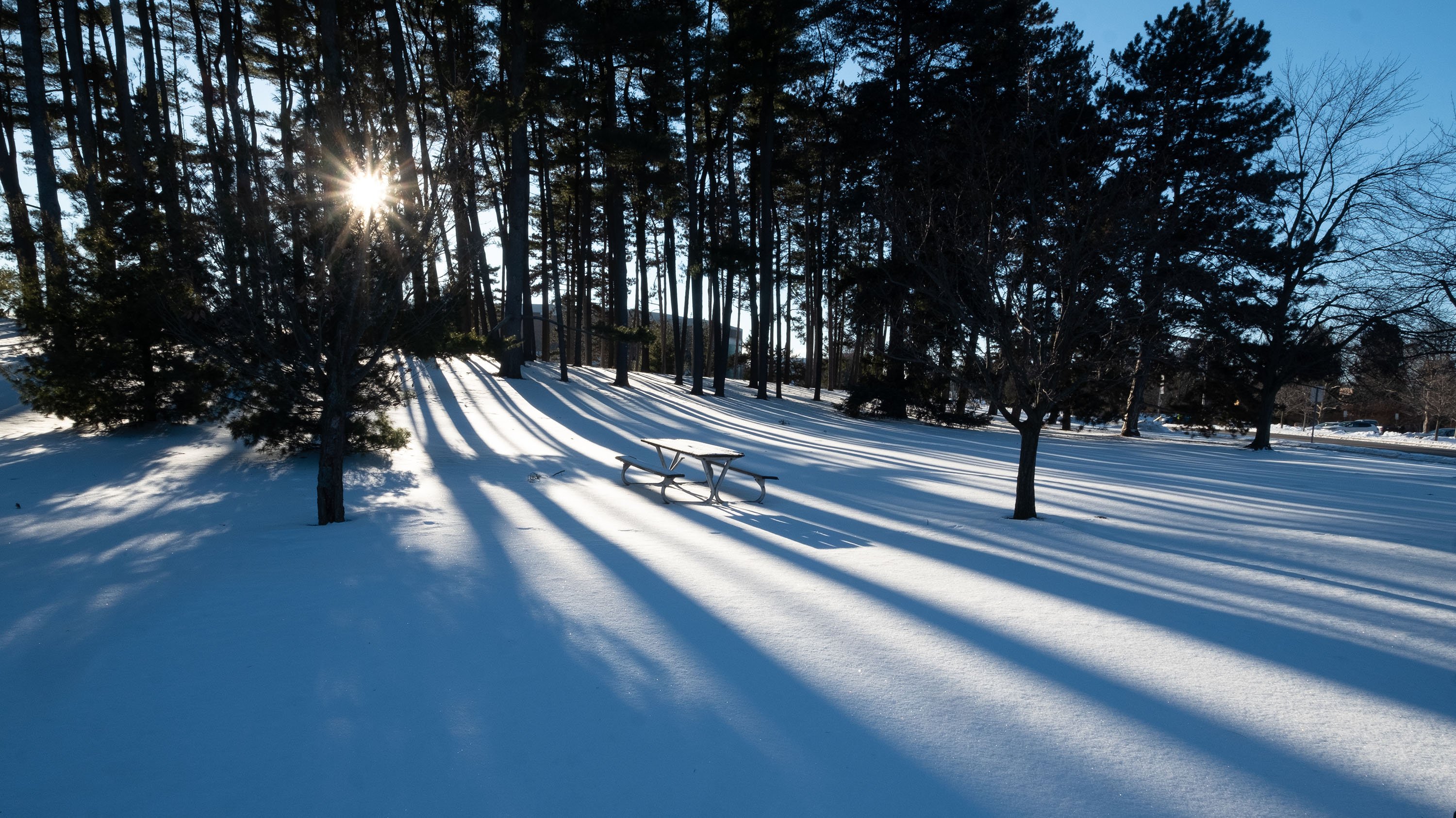 Sunlight streaming through pines on a snowy day