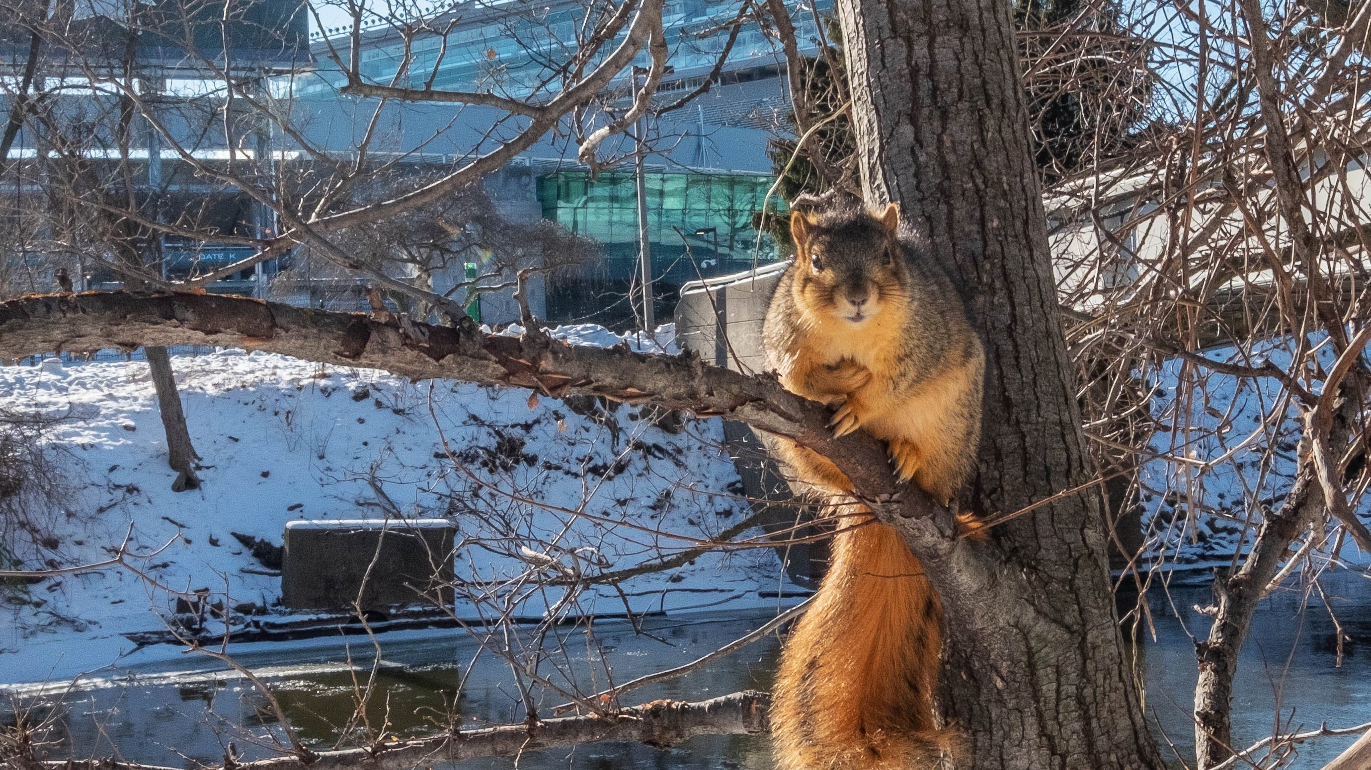A squirrel sits on the branch of a tree near the Red Cedar river.
