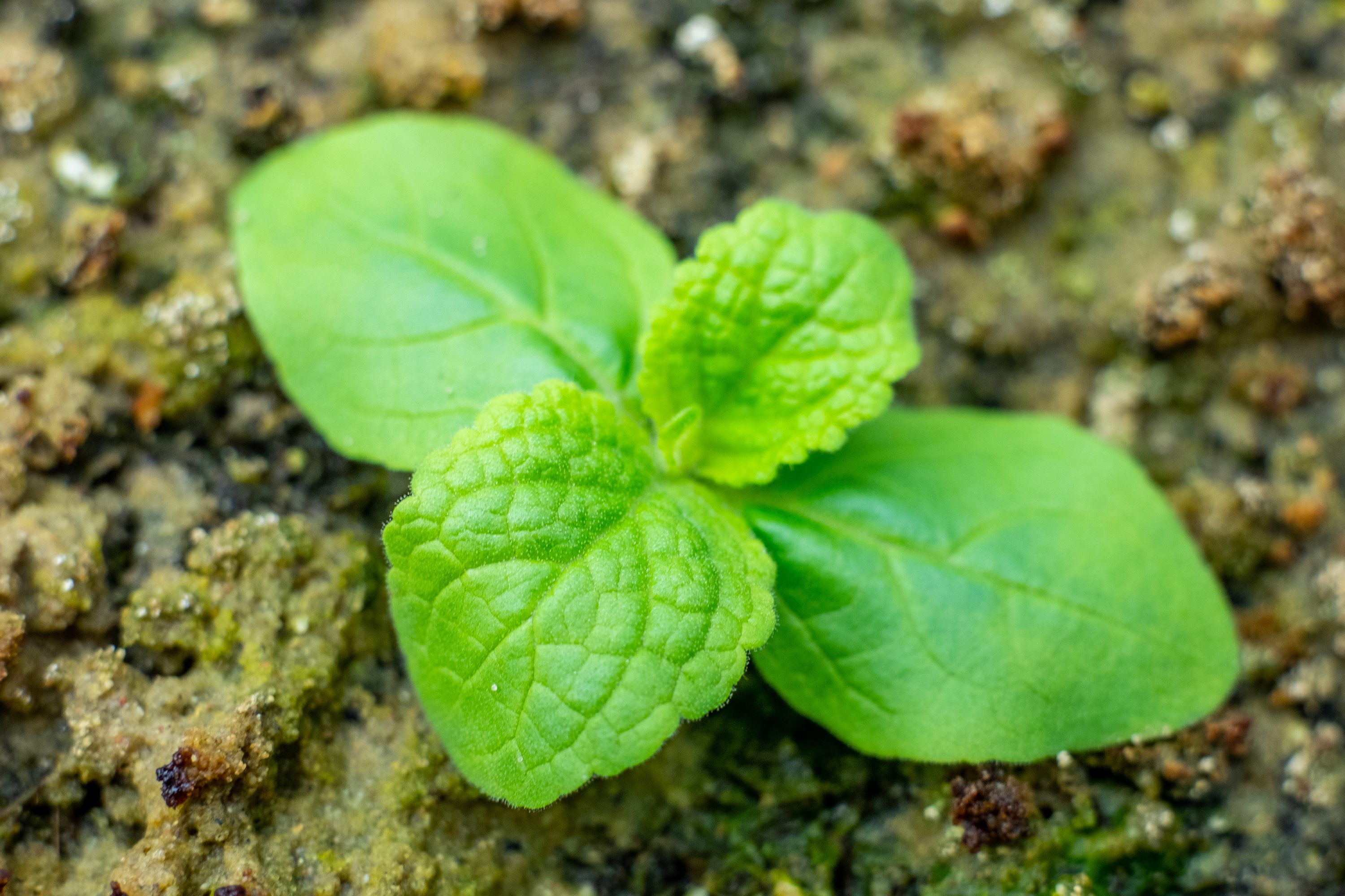 sprouted seedling