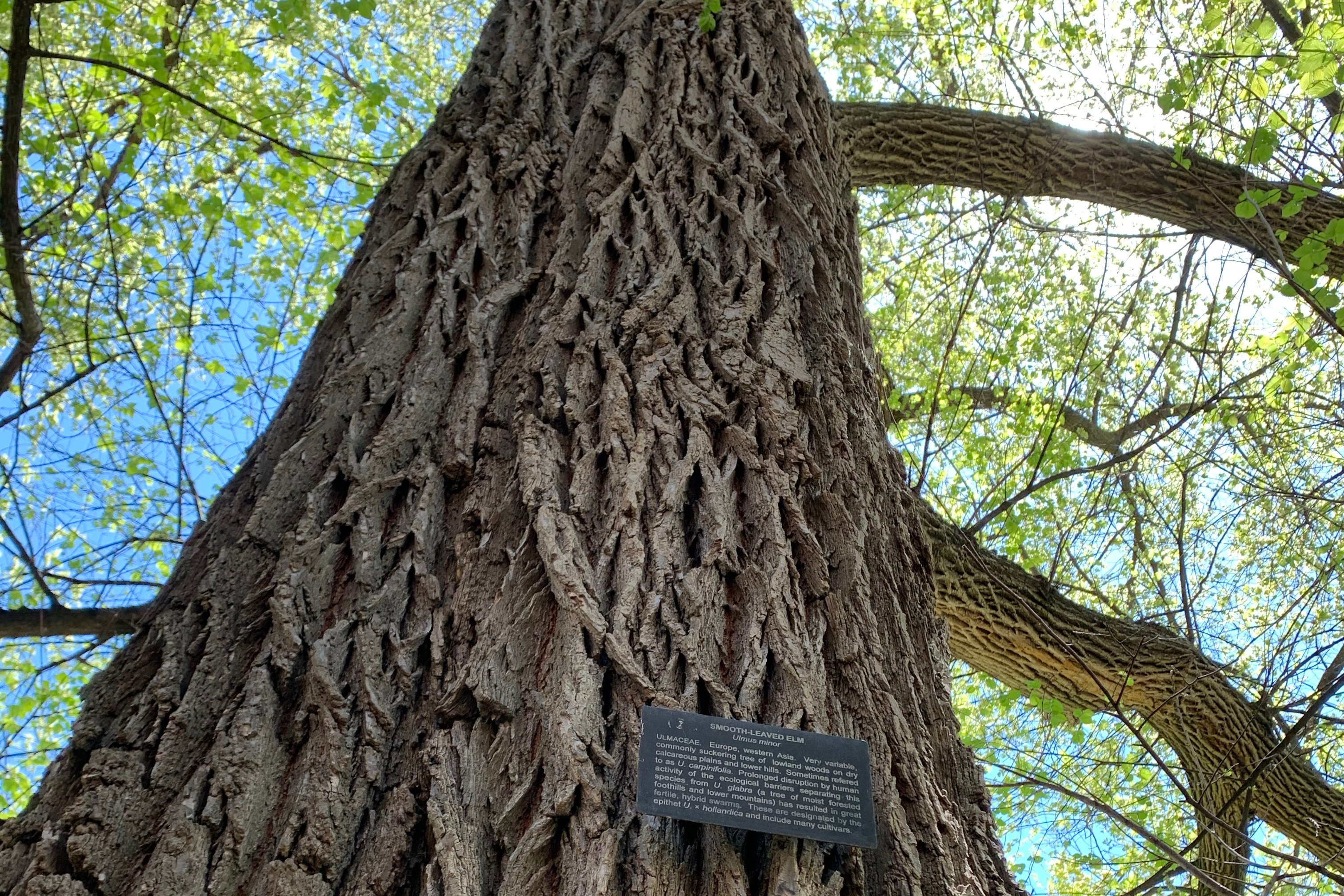 closeup of tree trunk