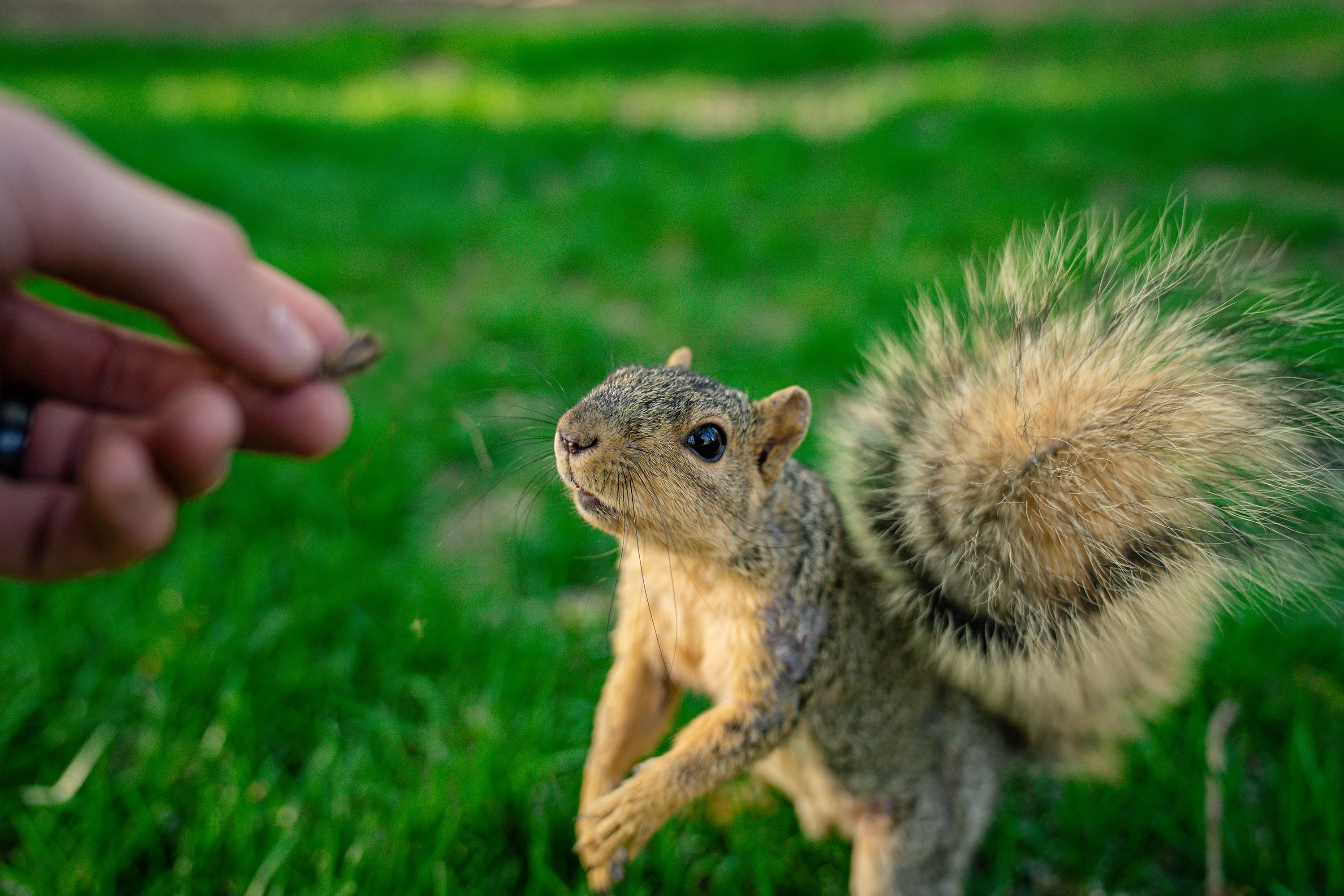 squirrel approaching human hand