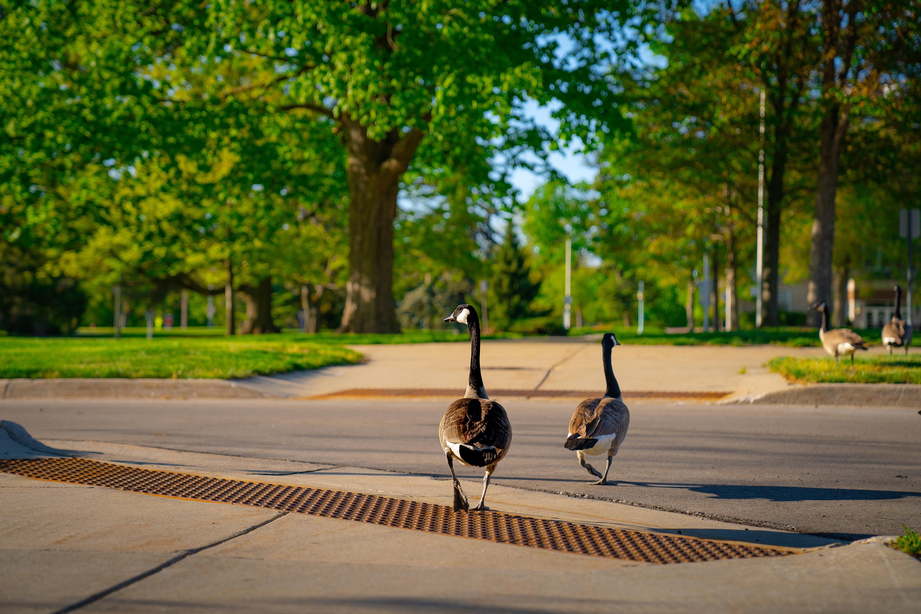 geese crossing road on campus