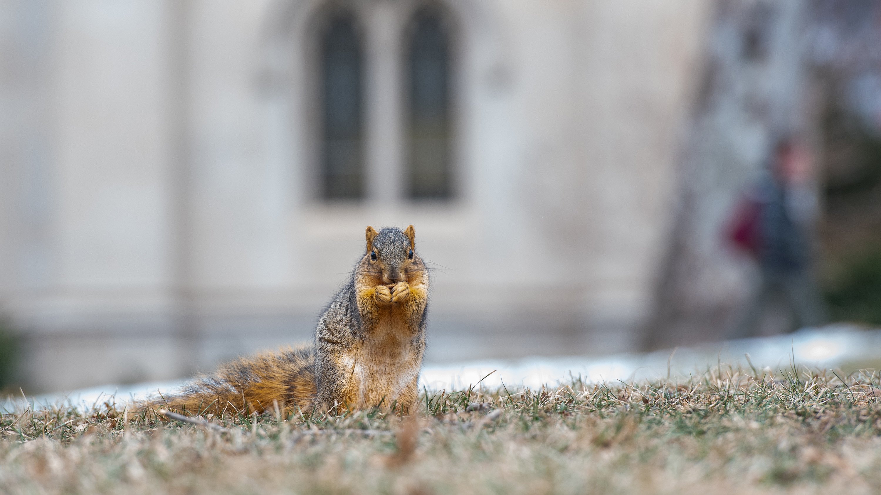 Squirrel in grass in front of Beaumont Tower
