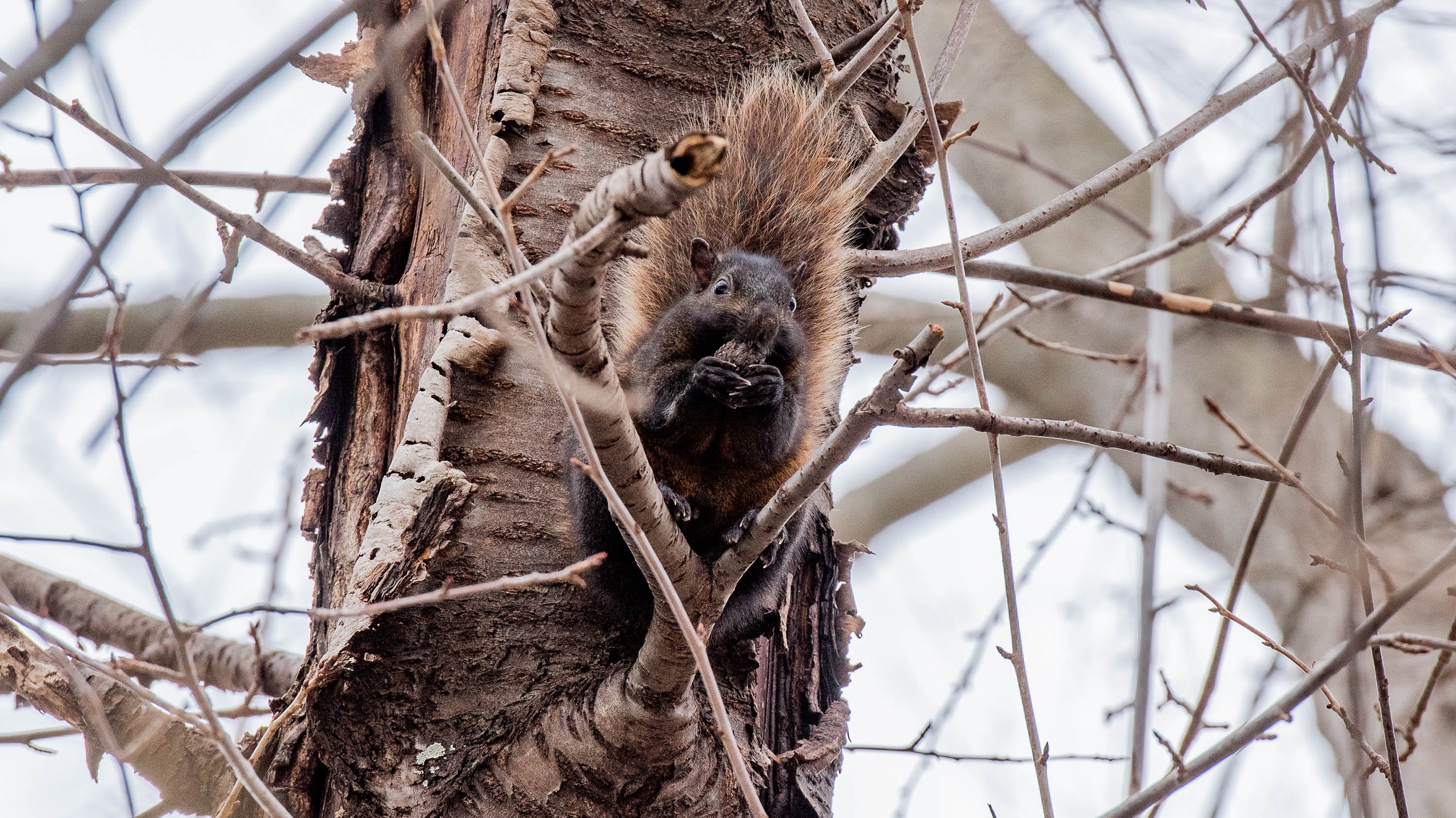 Black squirrel in a tree