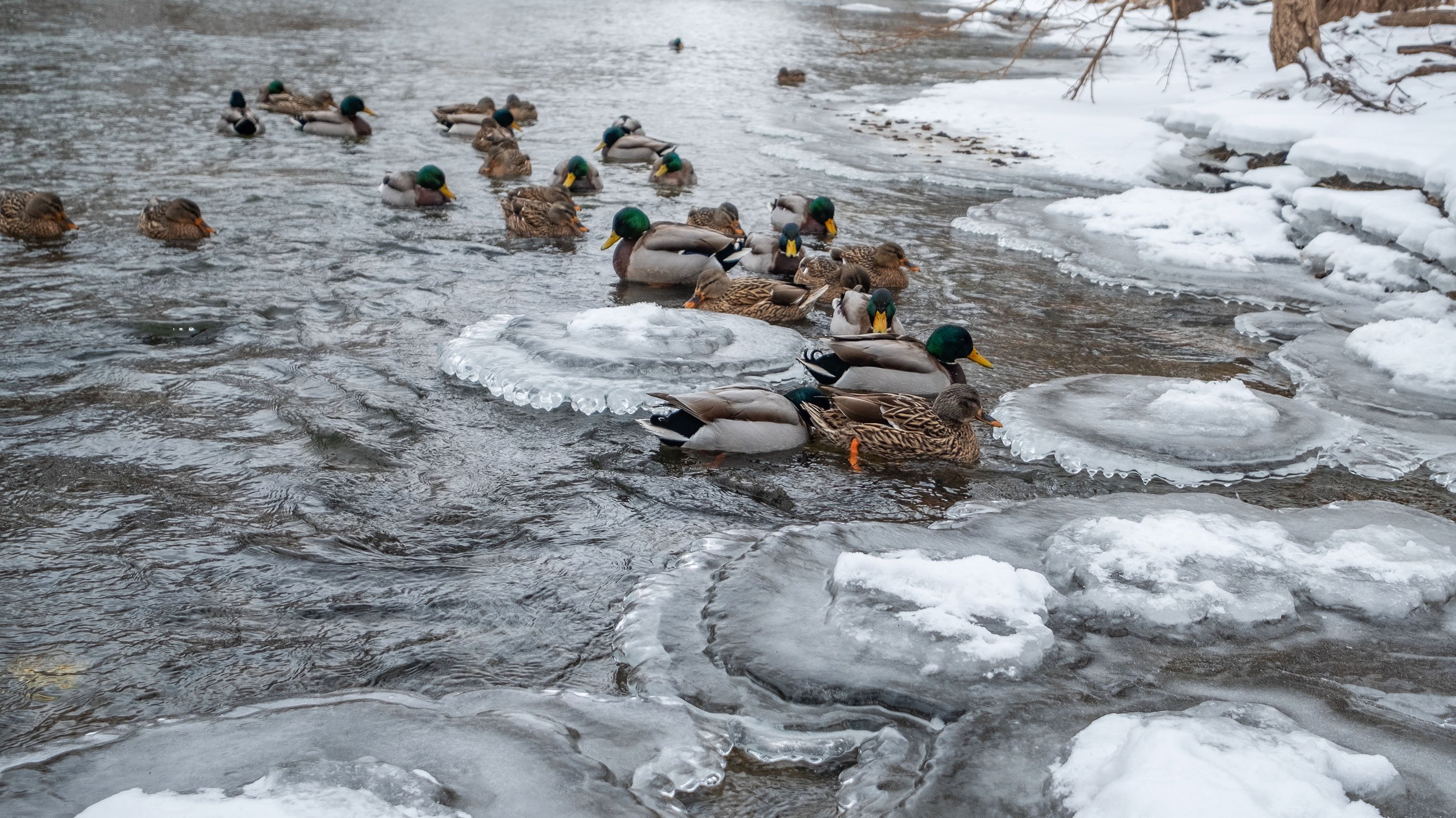 ducks in the Red Cedar river in winter