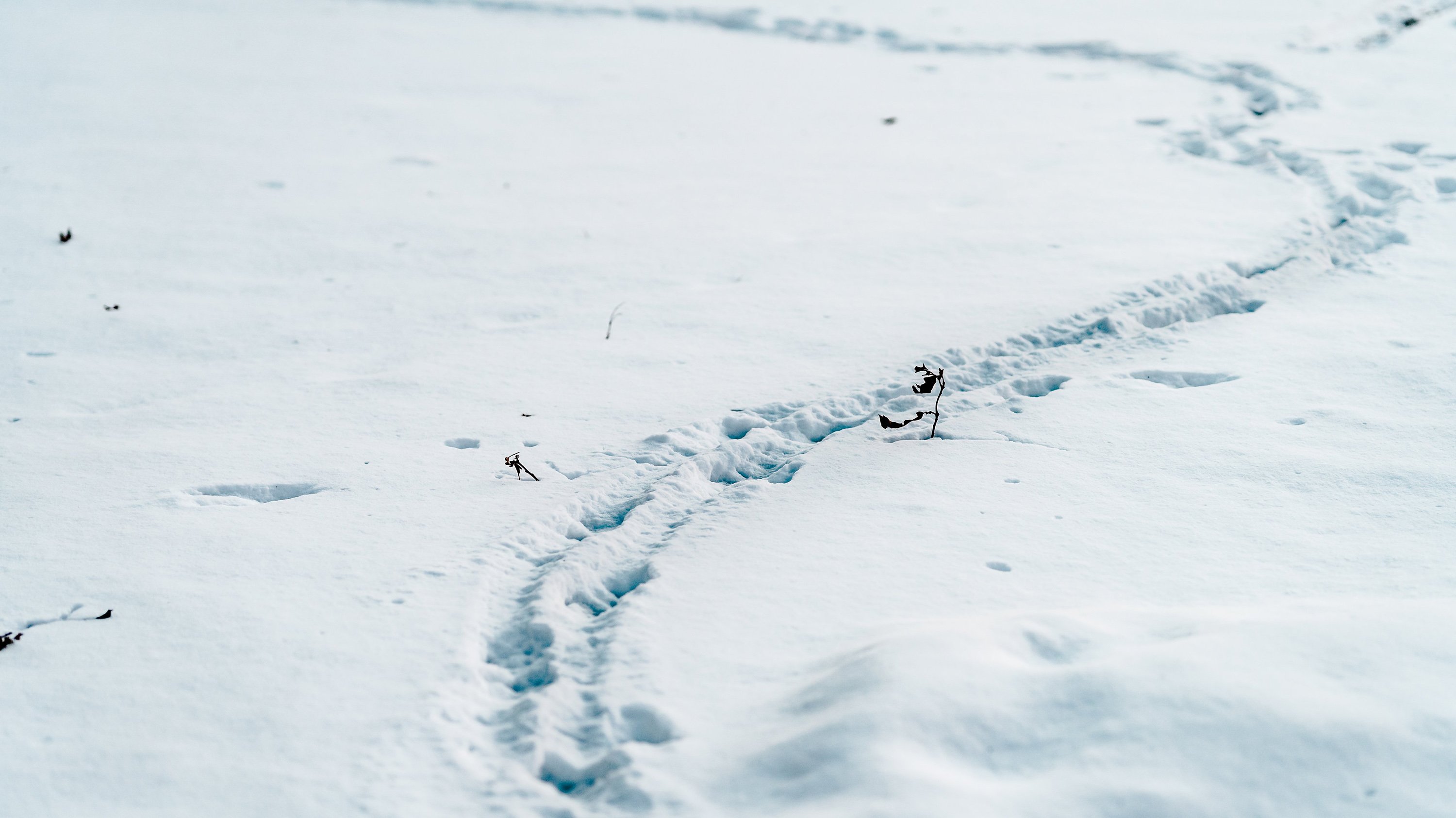 footprints in snow