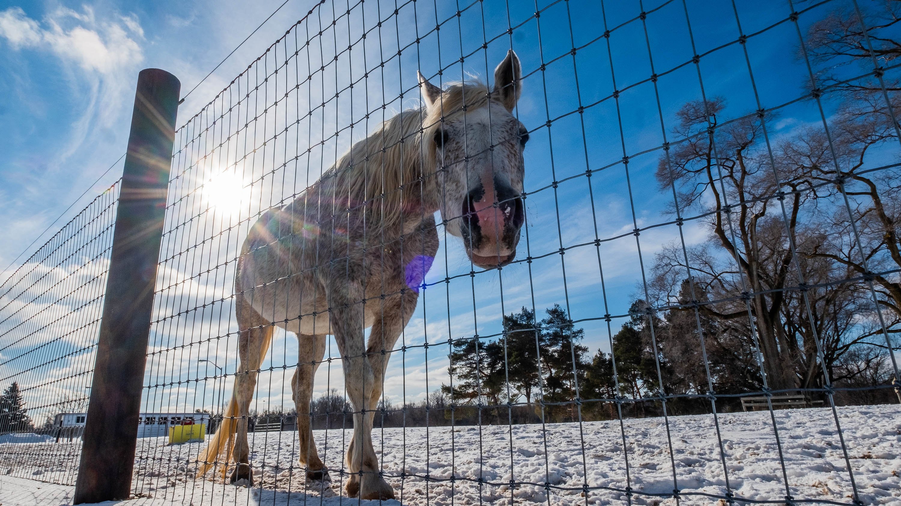 Horse looking through gate