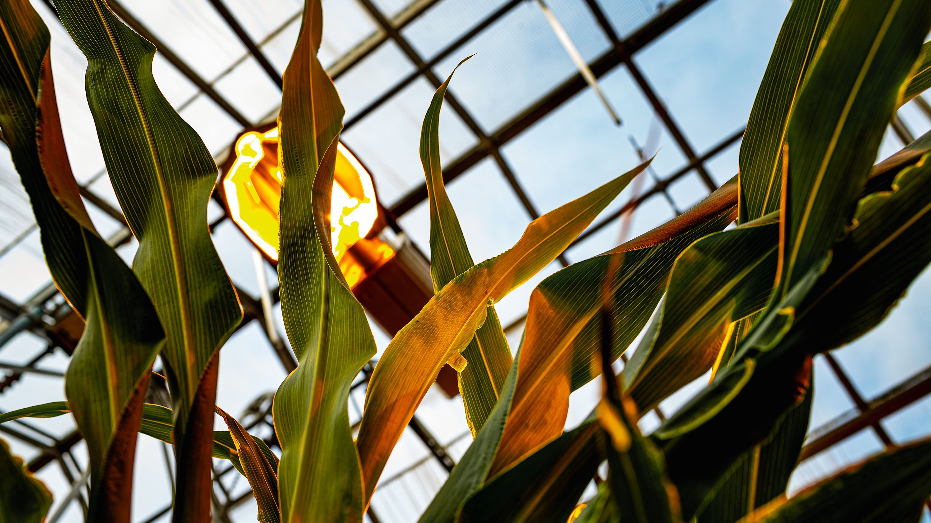 Sorghum leaves in greenhouse