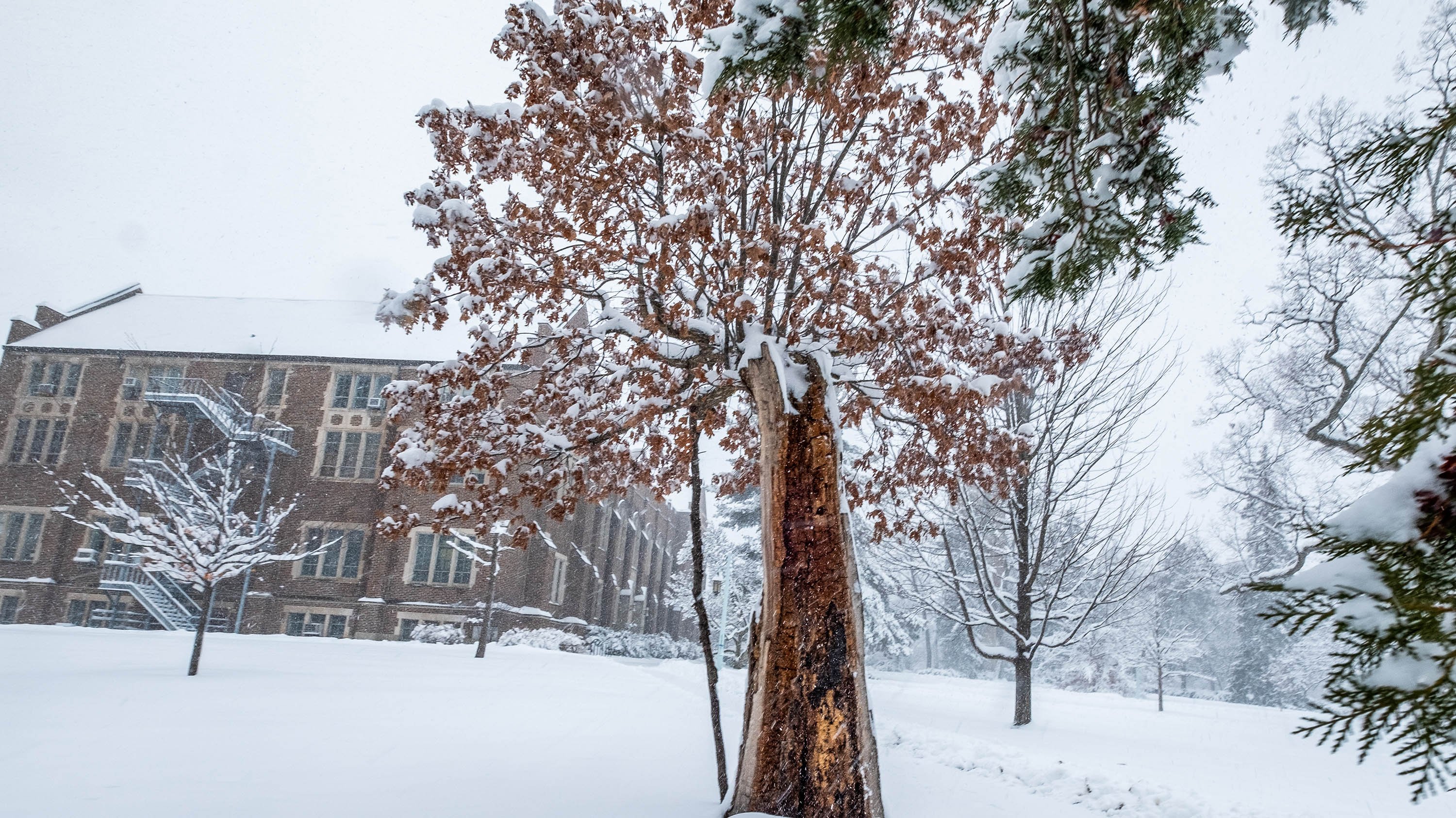 Resilient Oak in the snow