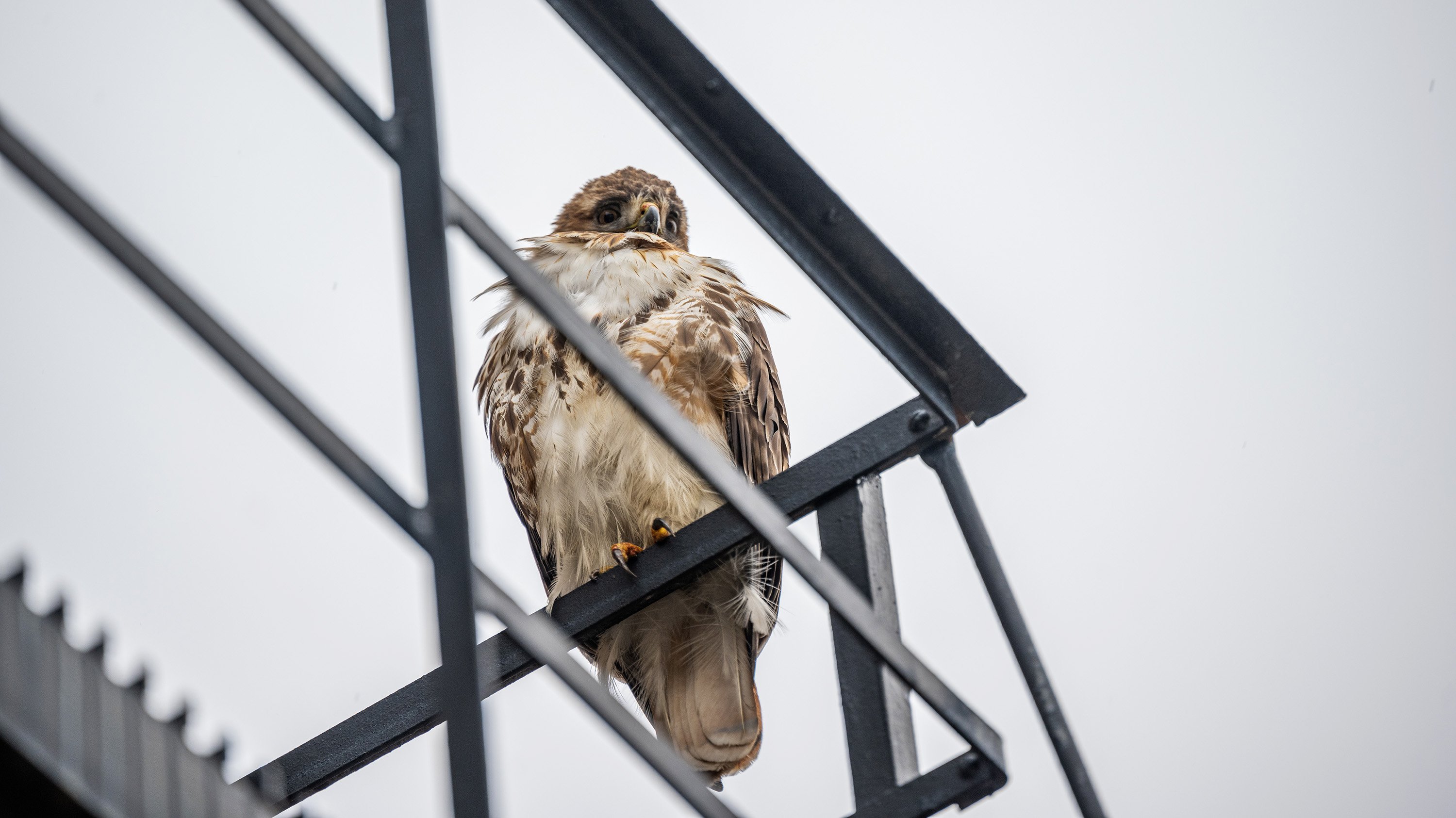 Red-tailed hawk looking down from staircase railing