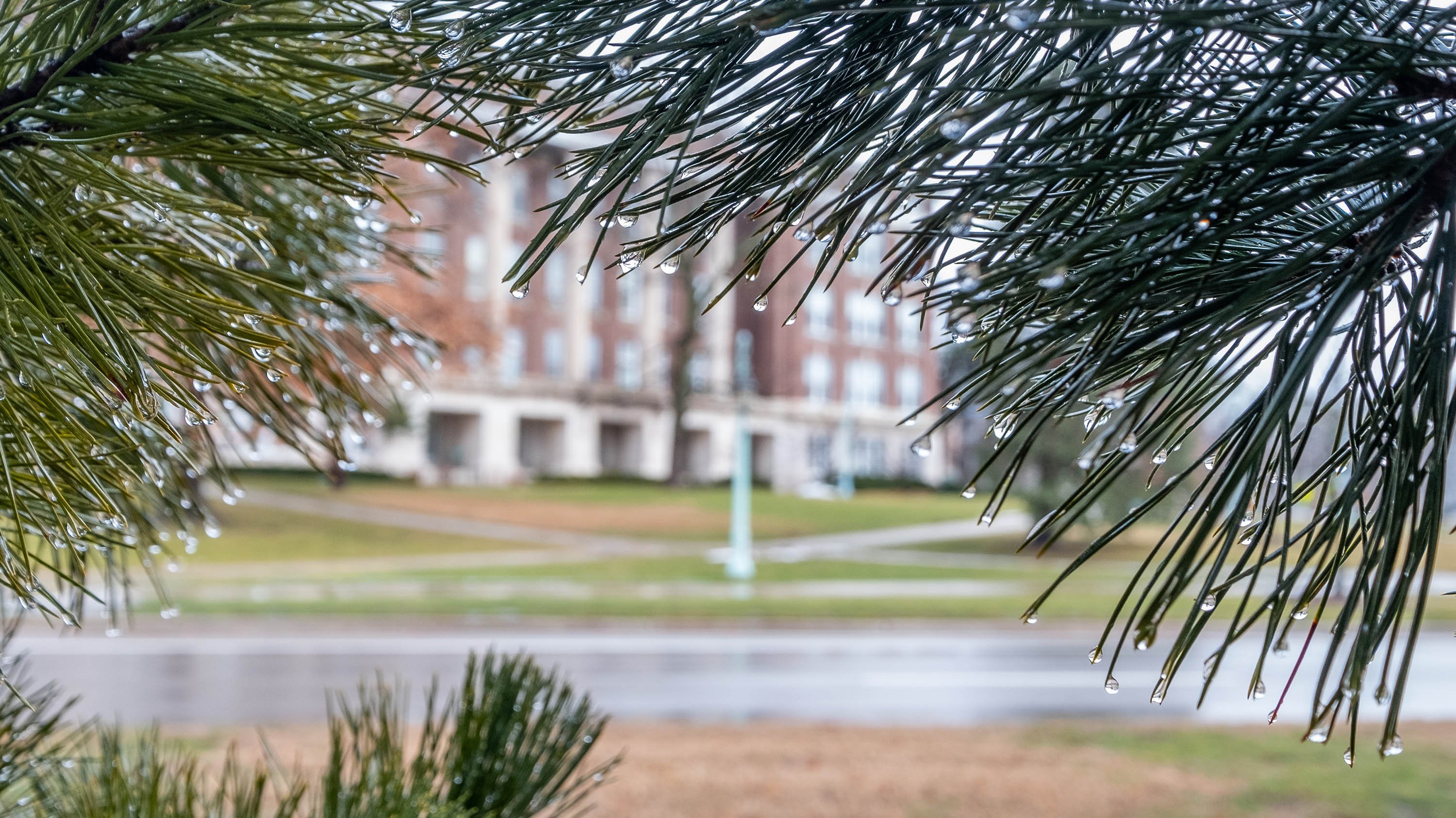 Raindrops on pine needles frame Justin Morrill Agriculture Hall