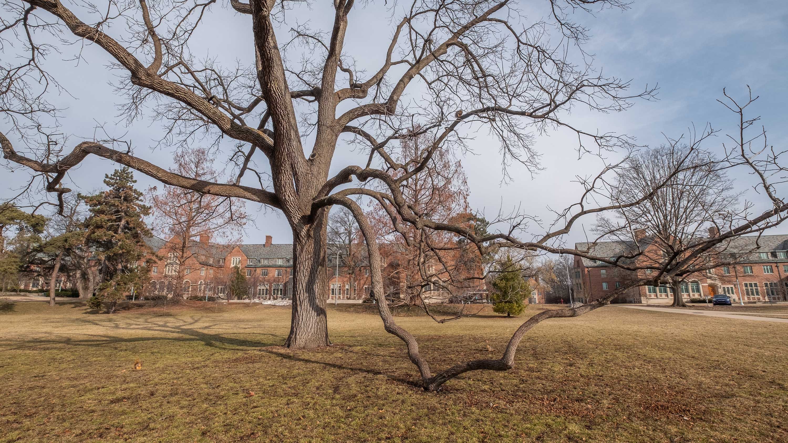 Tree with low hanging branch