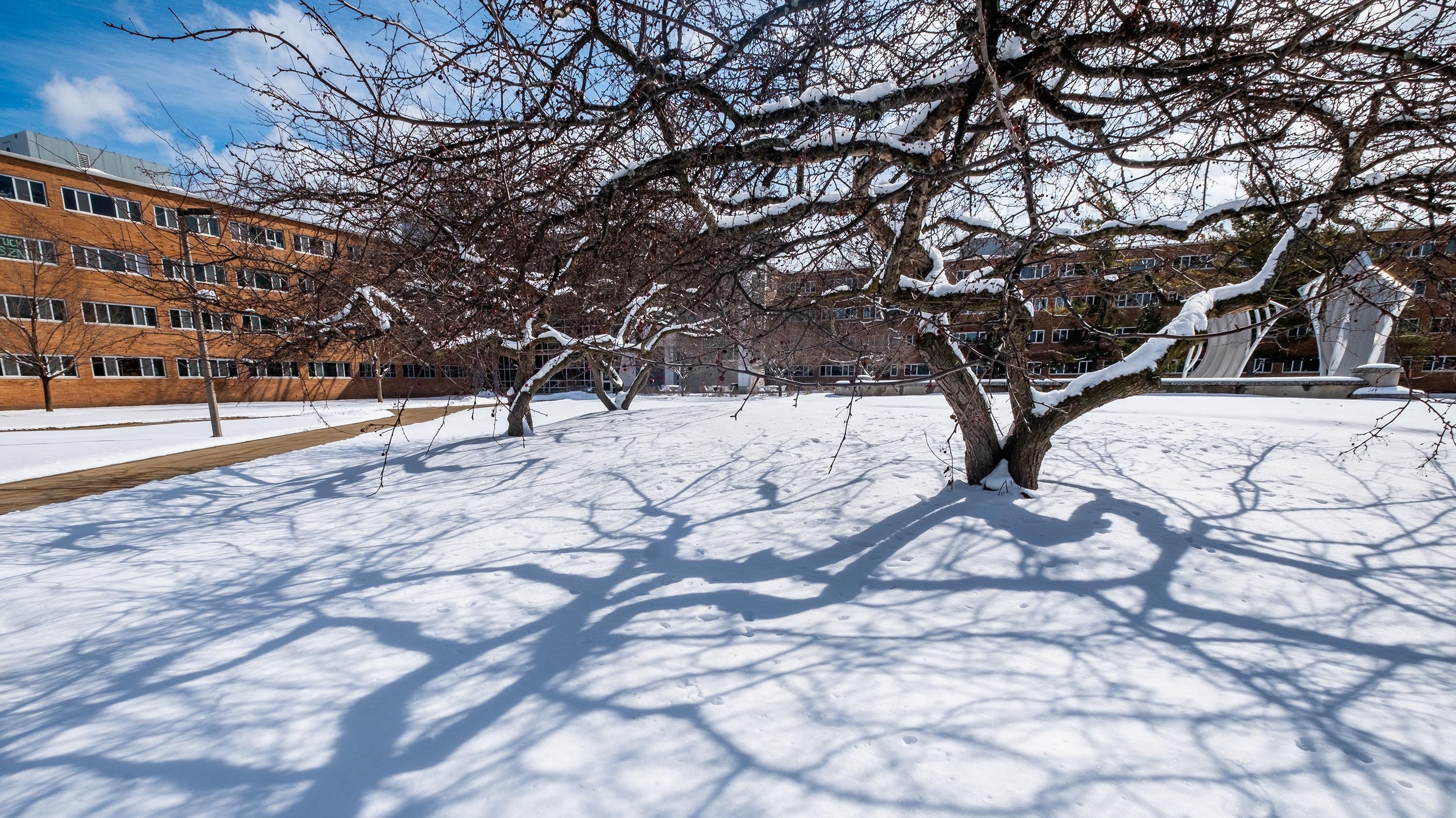 Shadows cast from tree in Brody Square