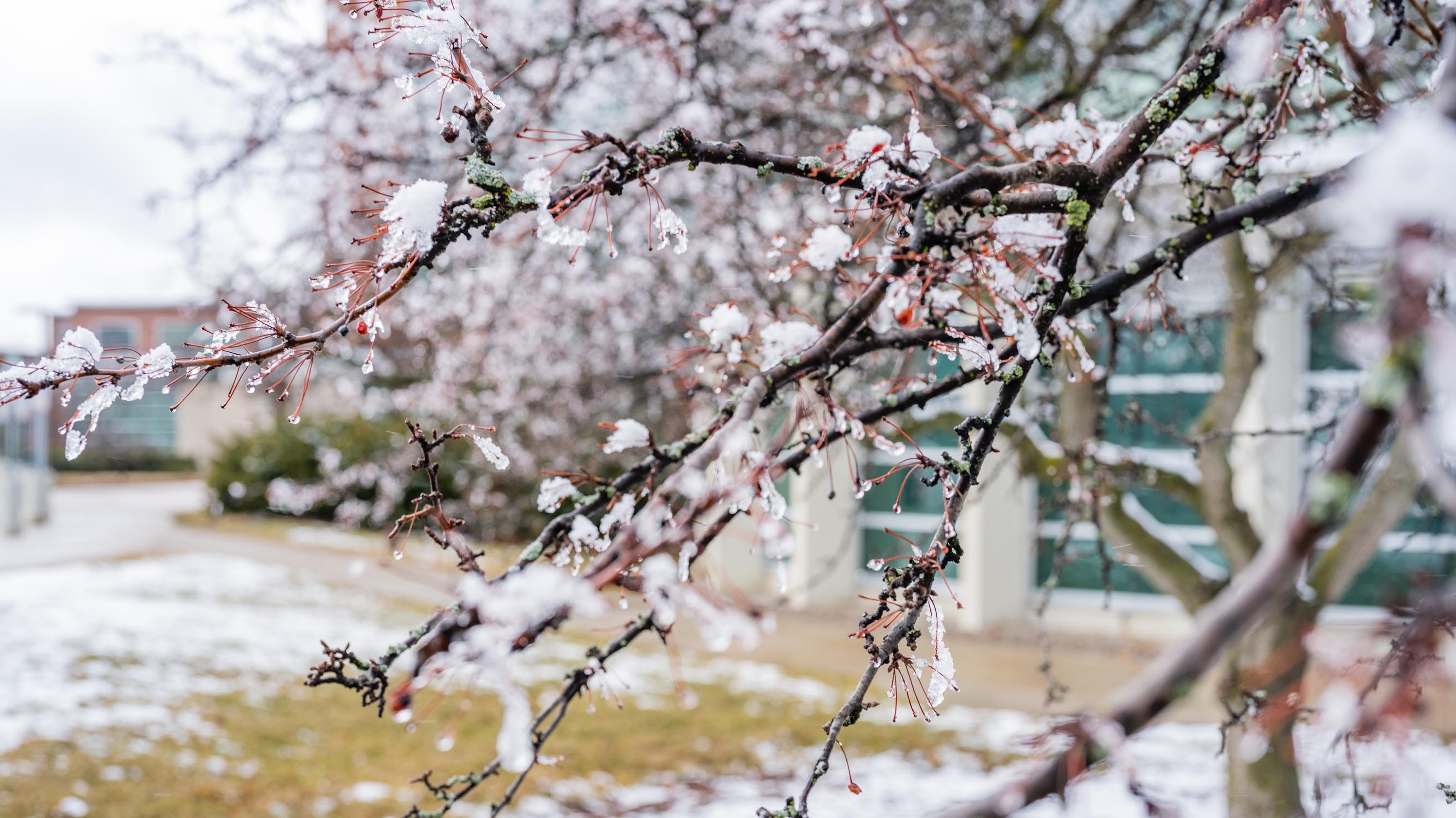 Spring blossoms covered in snow near Erickson Hall