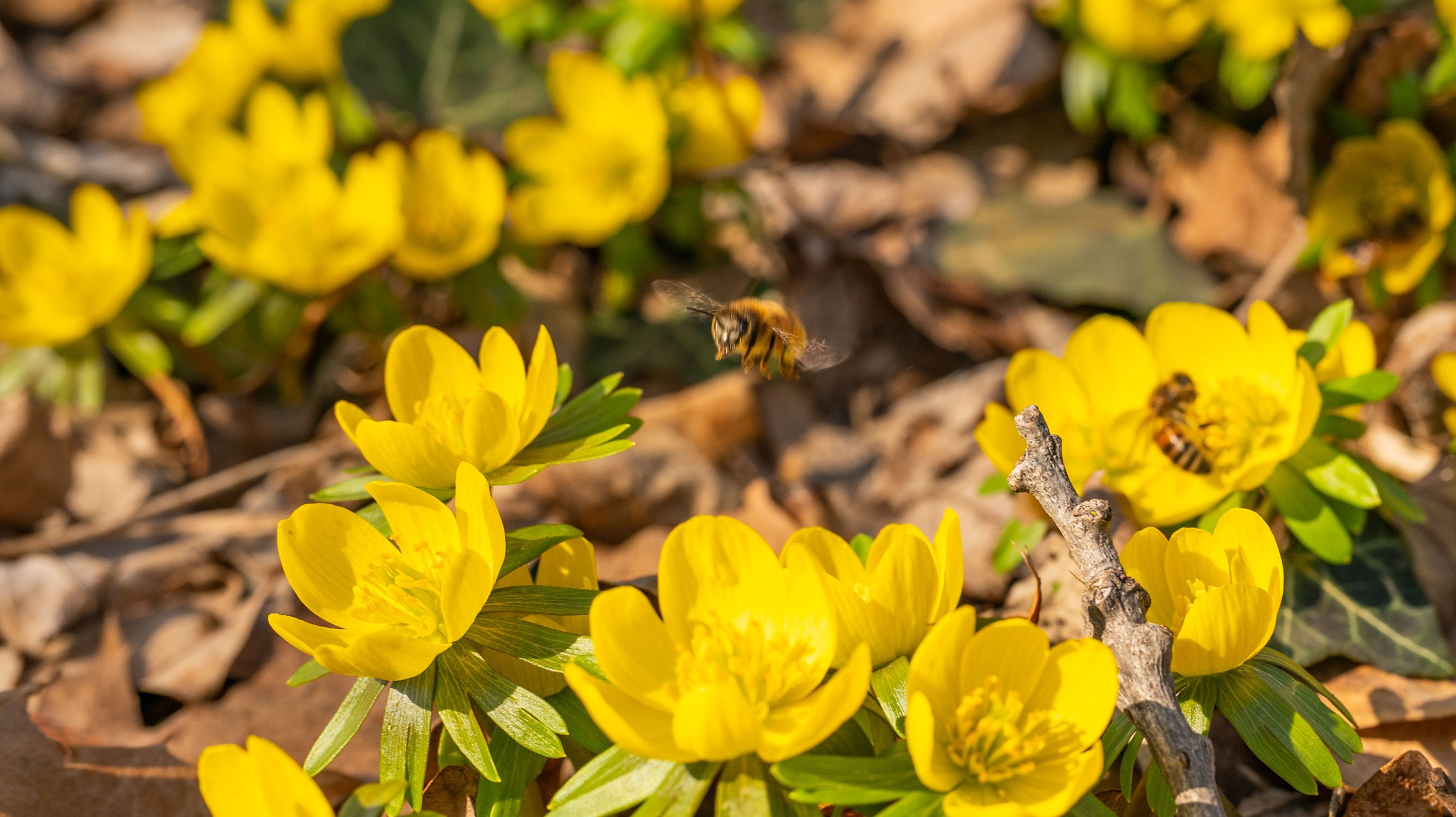 Bees flying around yellow flowers