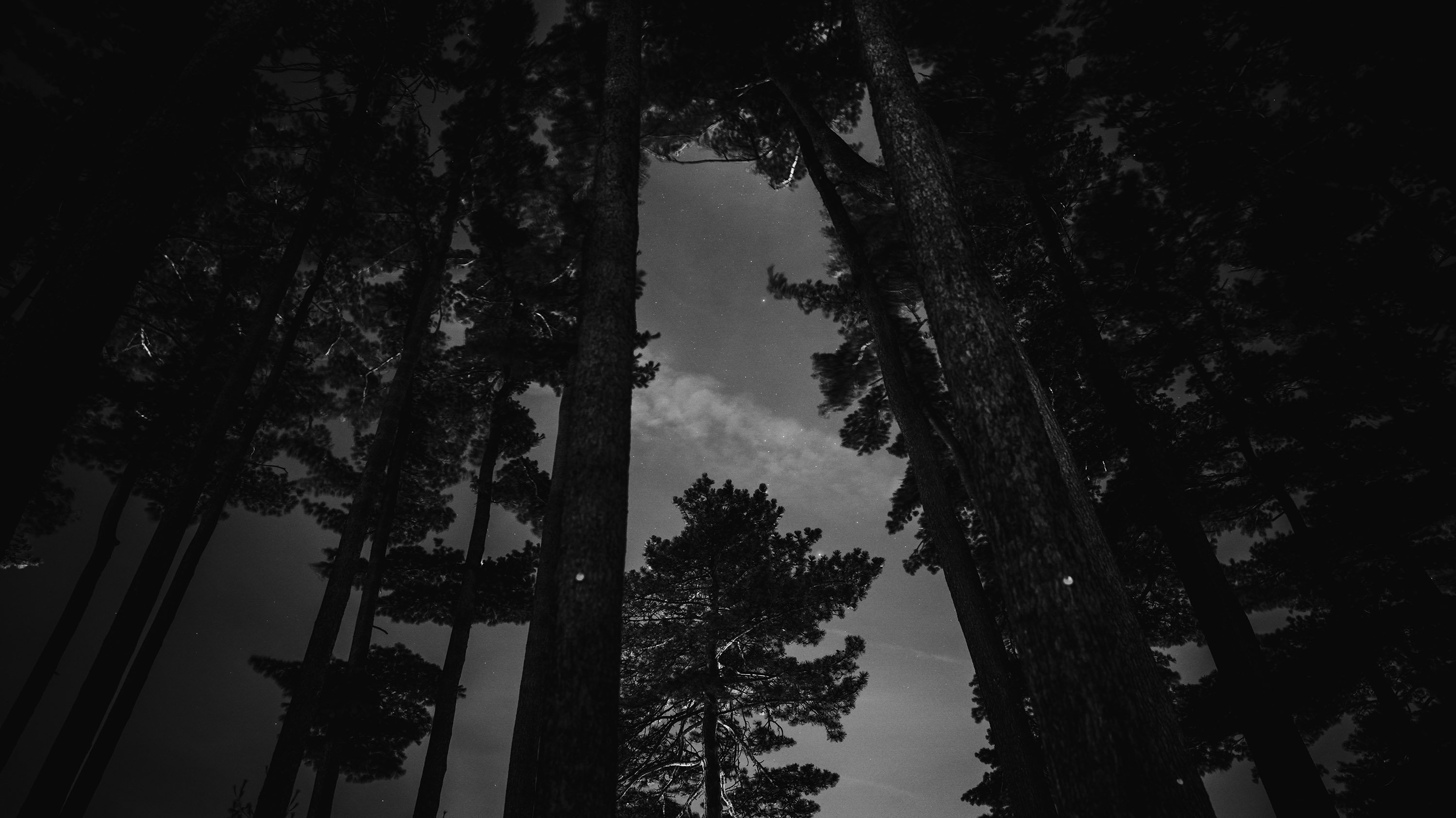 Black and white image showing the starry sky above Munn Pinetum