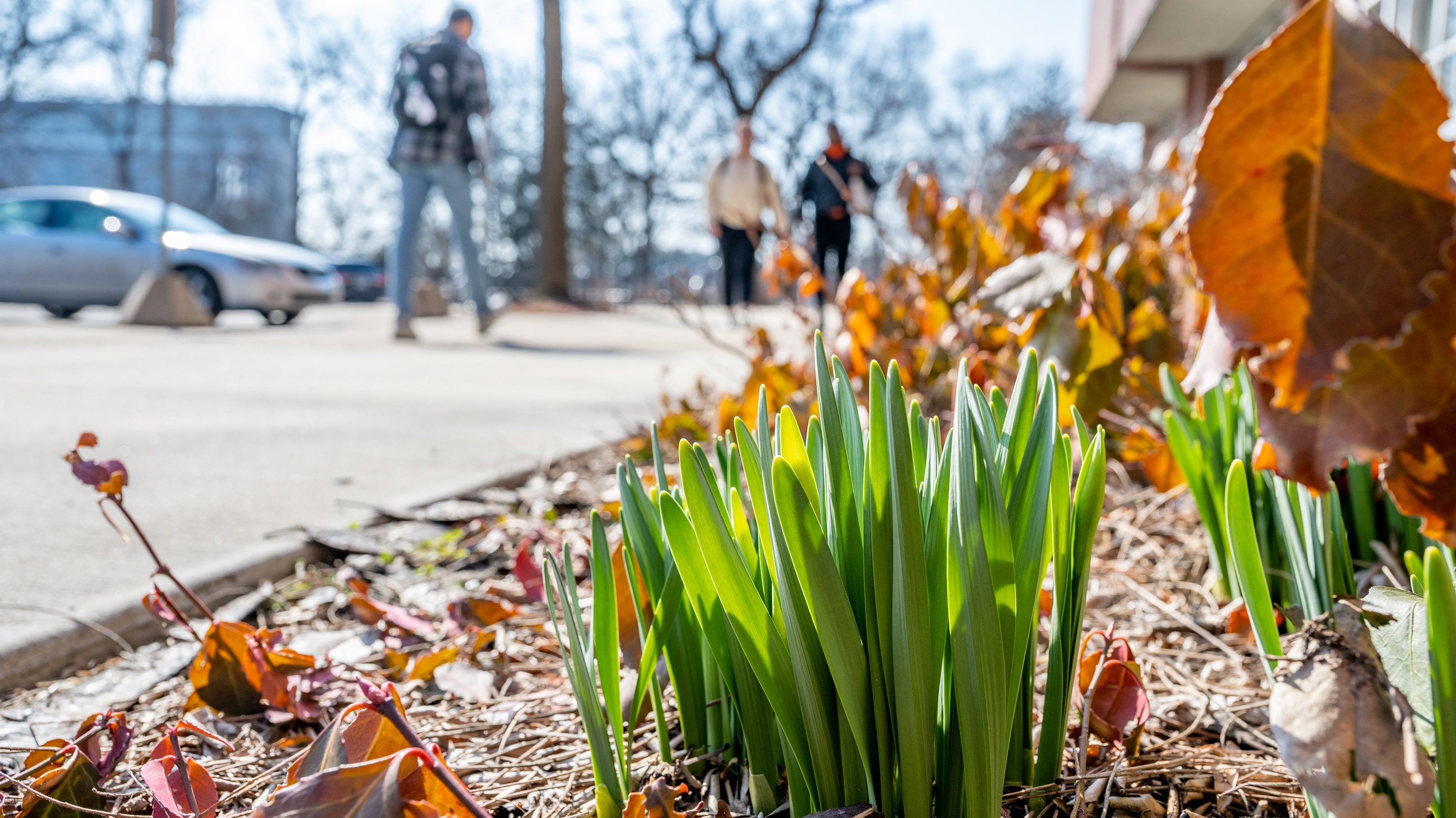 Young daffodils budding outside MSU Library