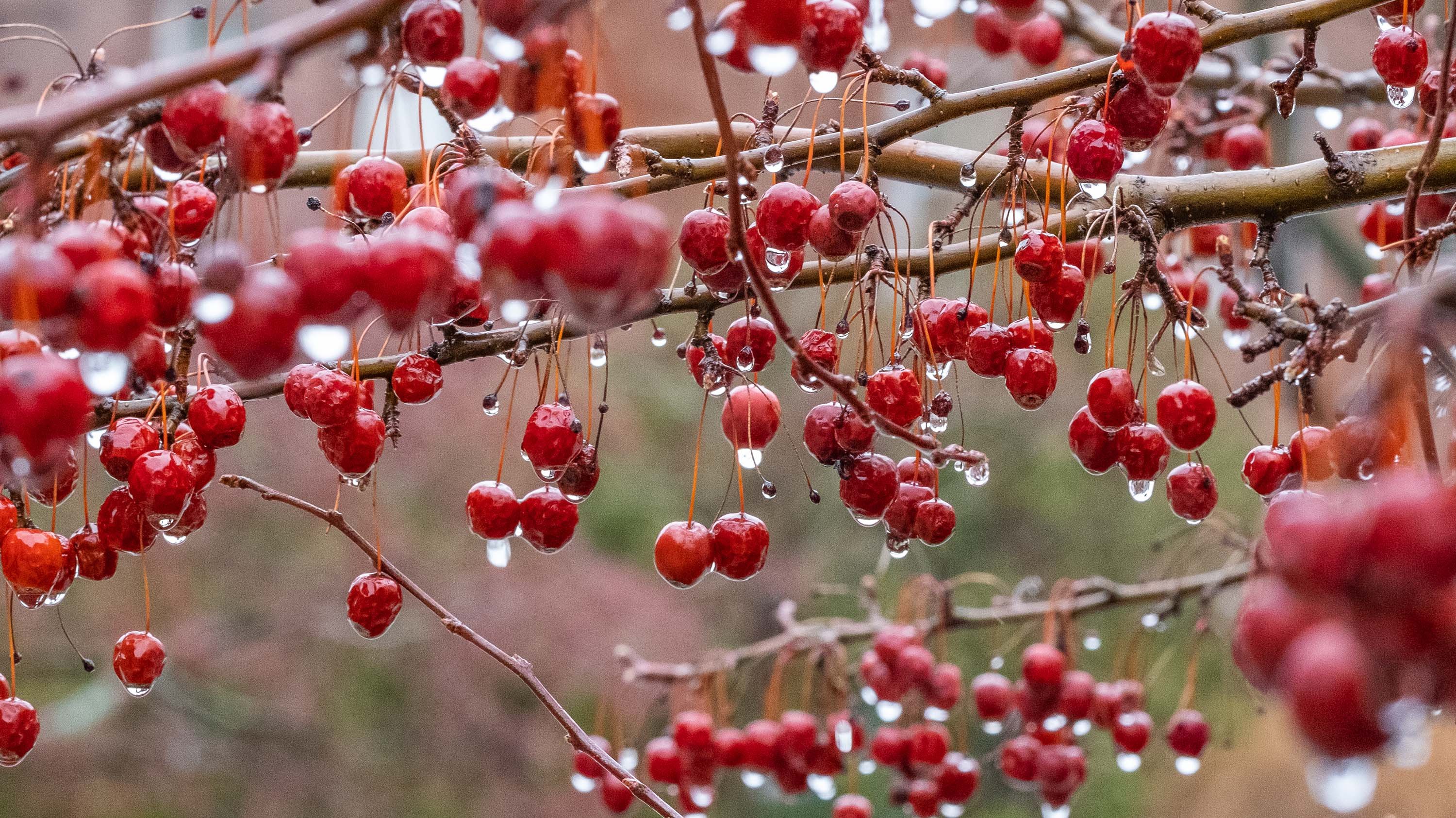 Crabapples