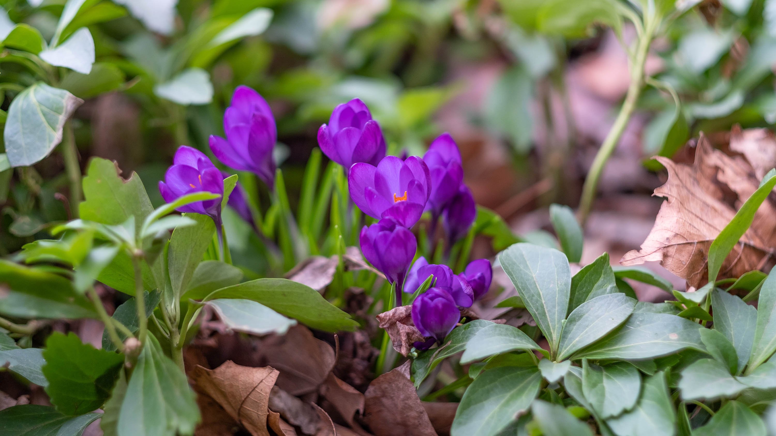 Purple crocuses