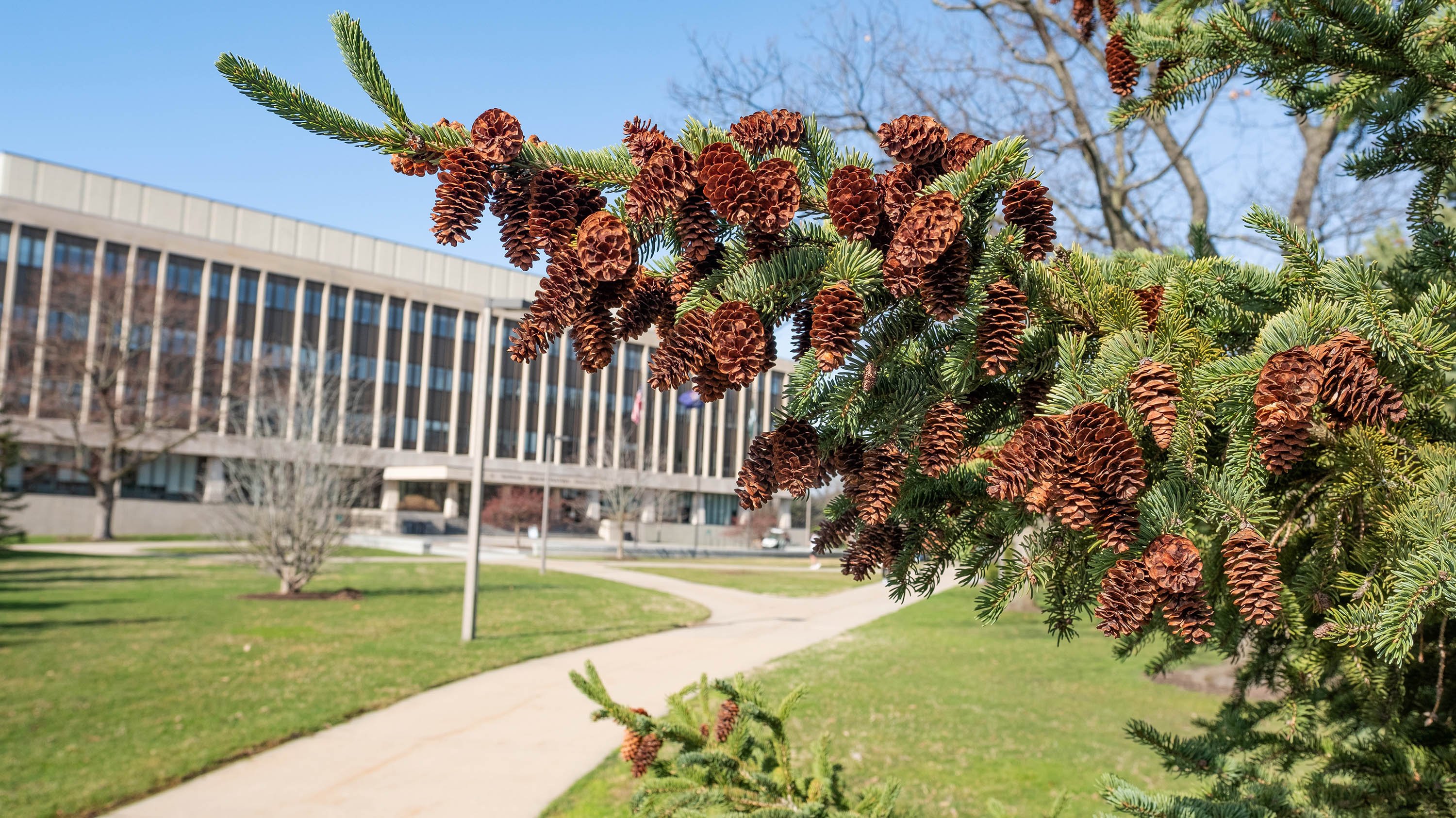 Pinecones on tree branch