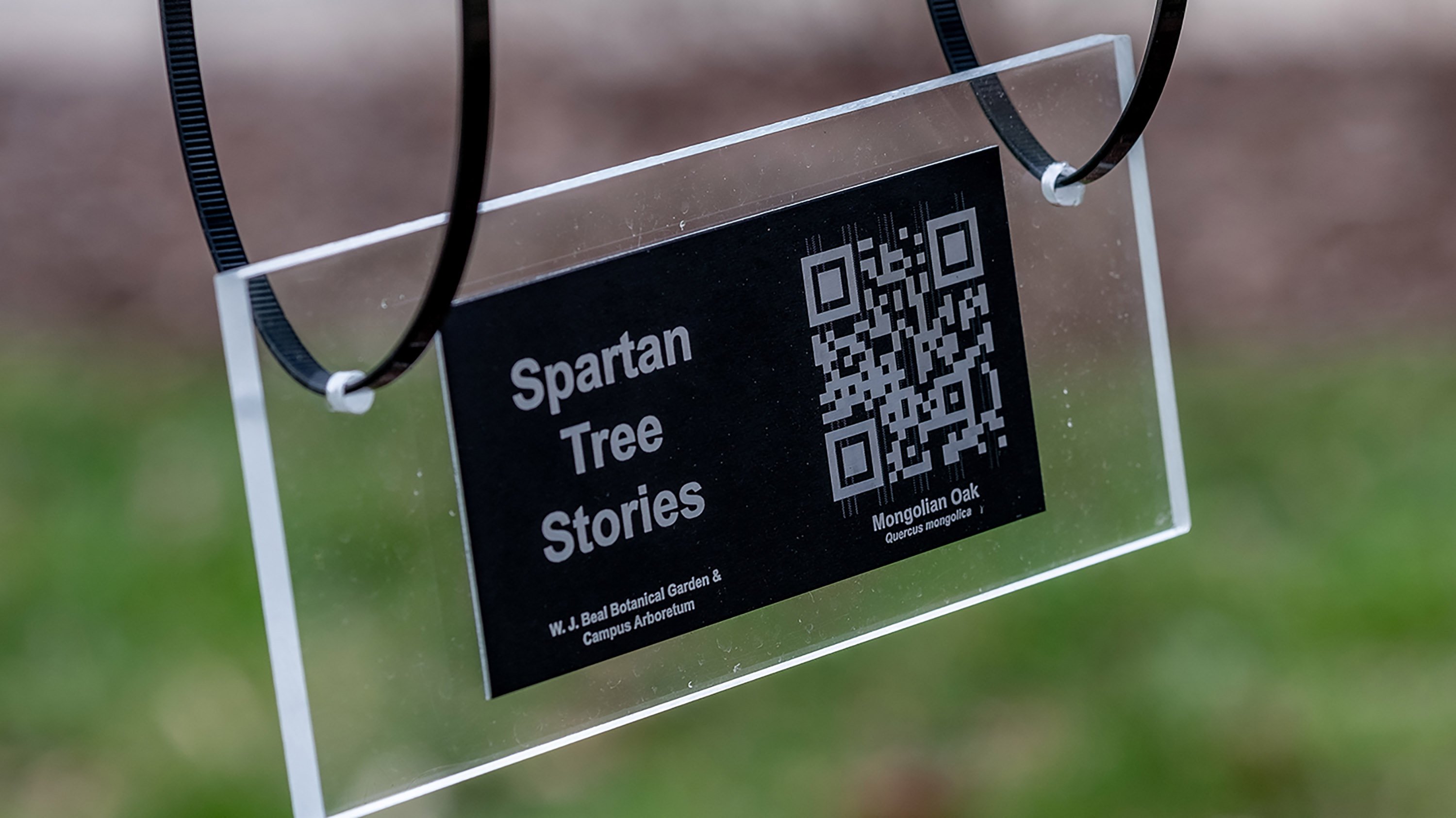 'Spartan Tree Stories' tag
