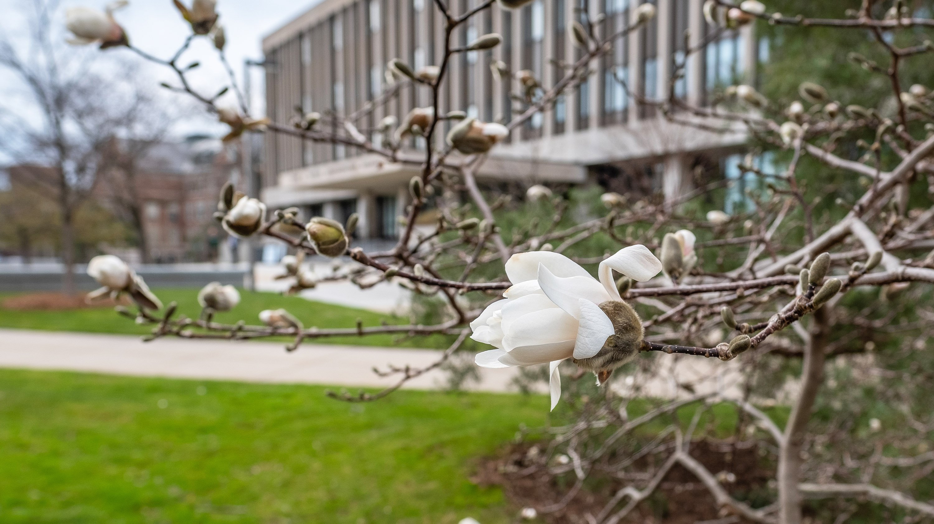 White flower buds on tree in front of Hannah Administration Building