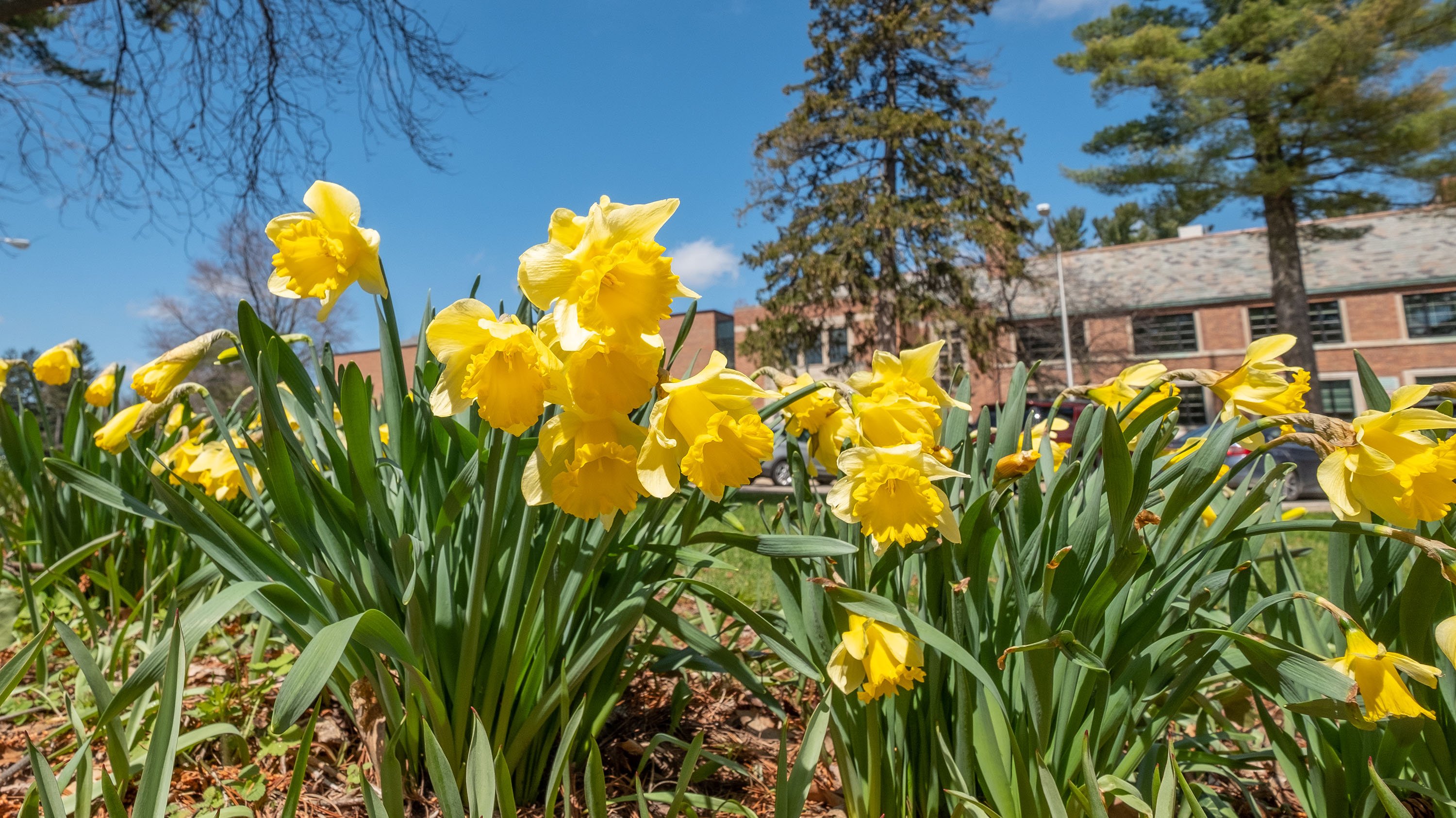 Daffodils