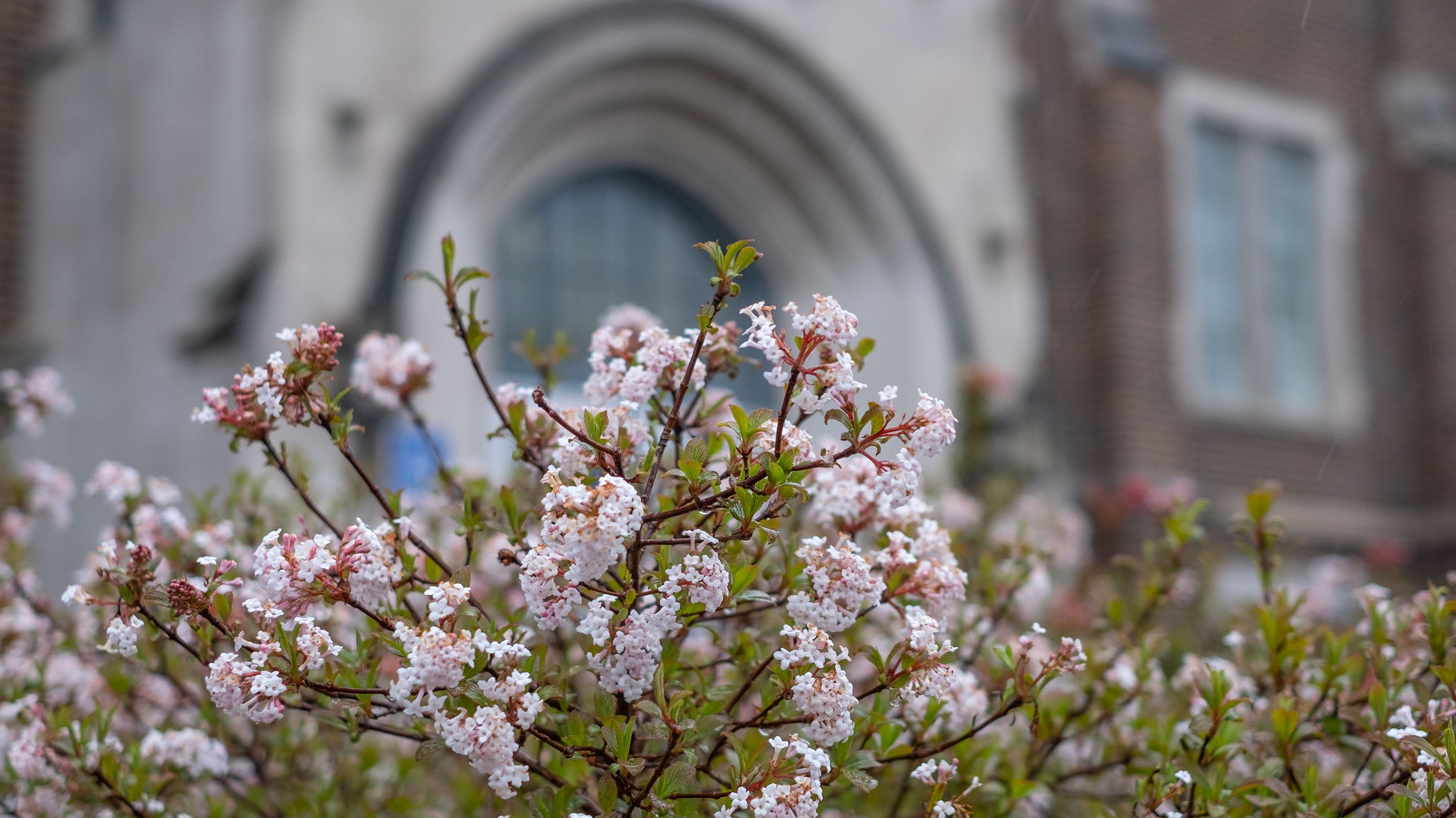 Spring blooms in the landscaping in front of the MSU Museum
