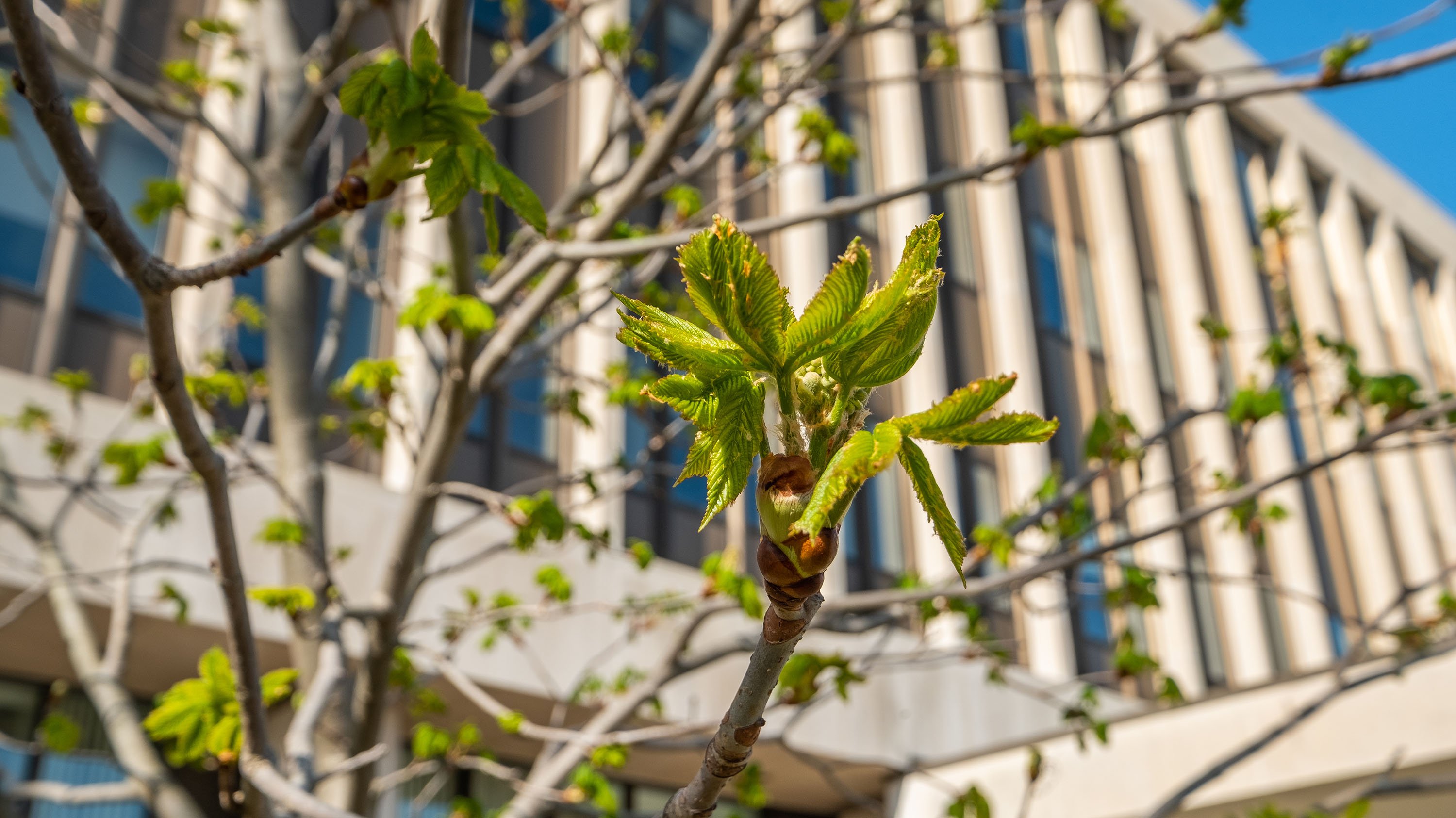 Tiny leaves growing on the branch of a tree outside Hannah Administration Building