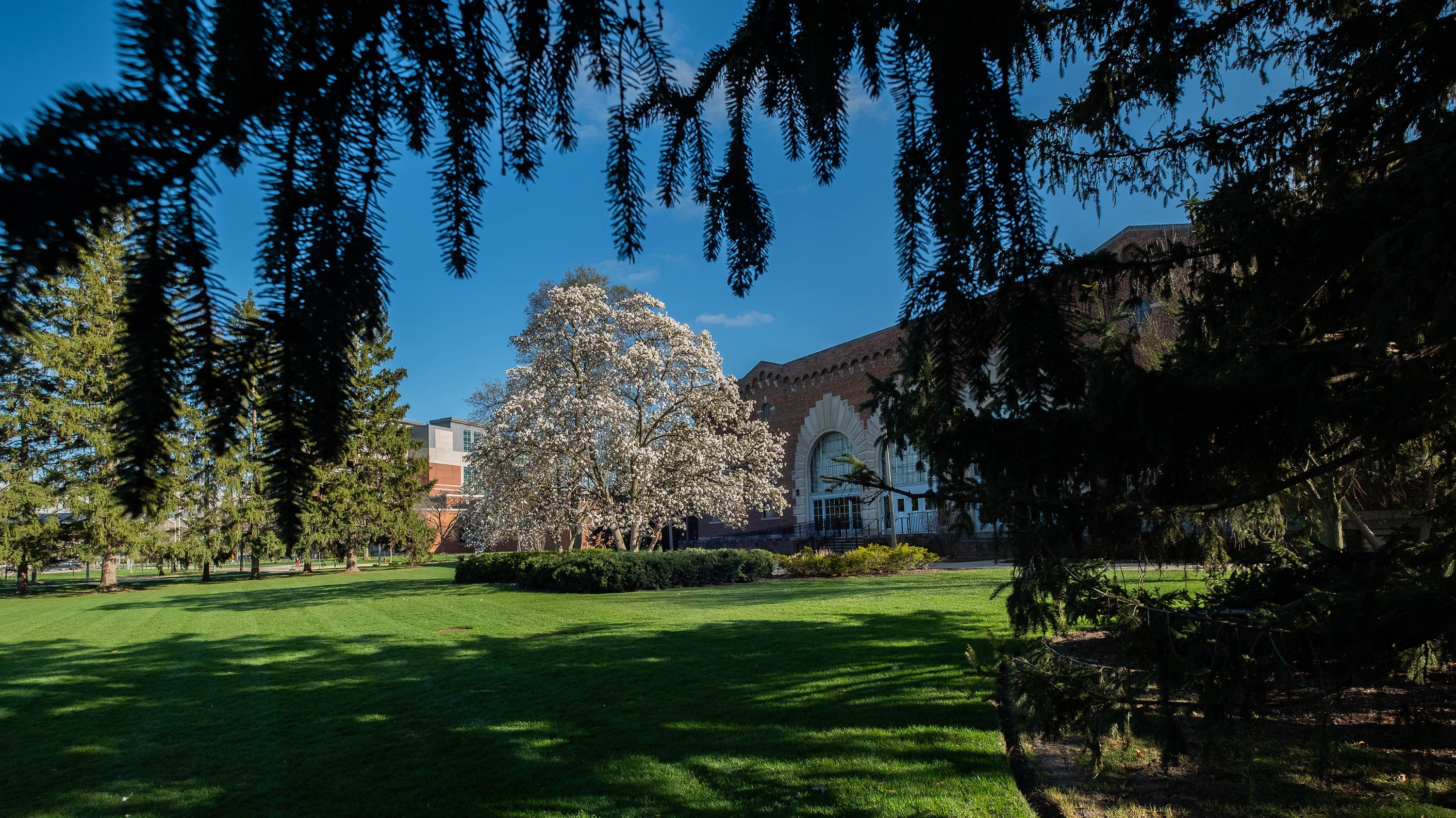 A tree with white flowers near Demonstration Hall, seen from underneath a framing of pine needles