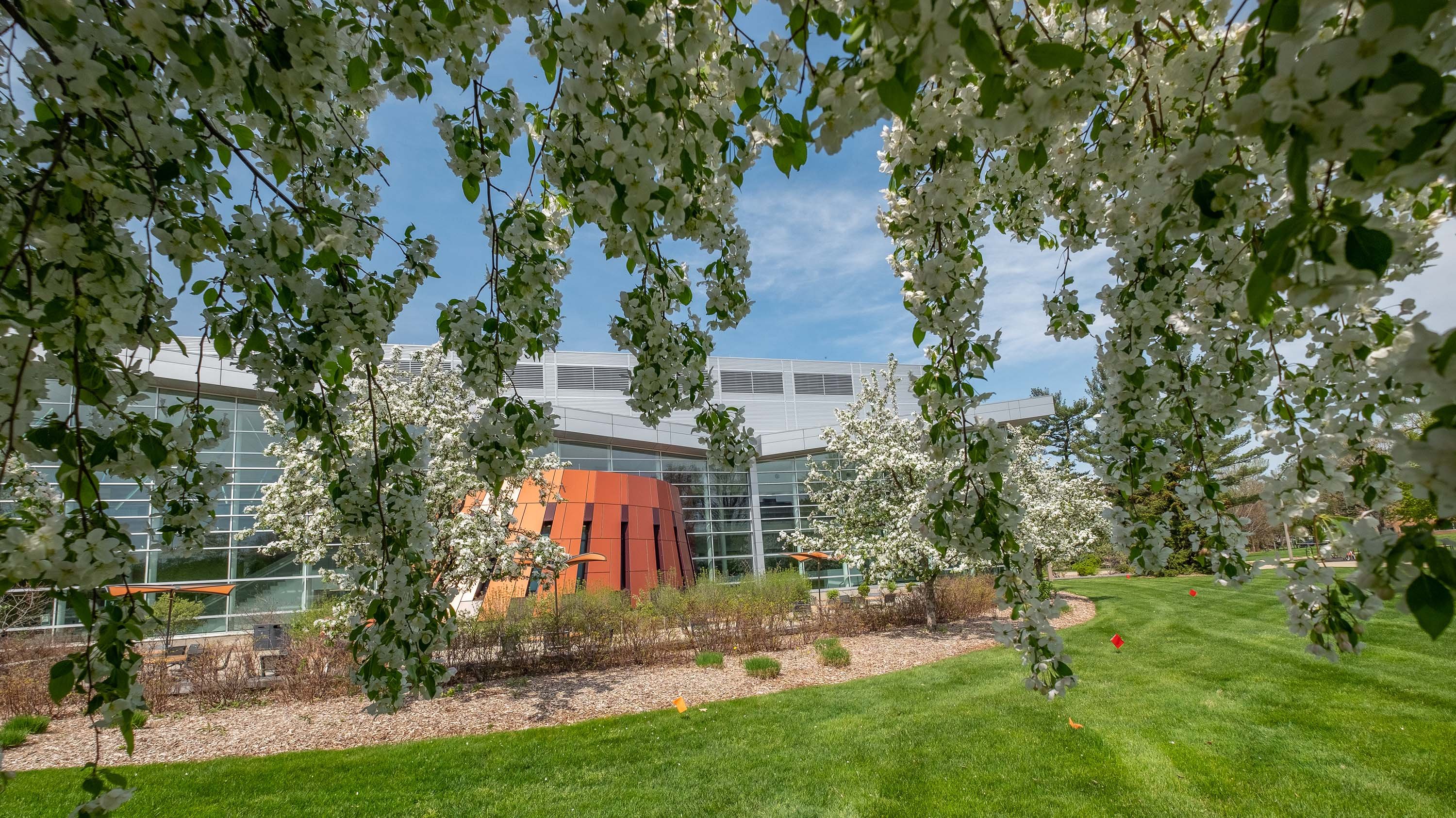 View of Brody Square from underneath branches covered in white flowers