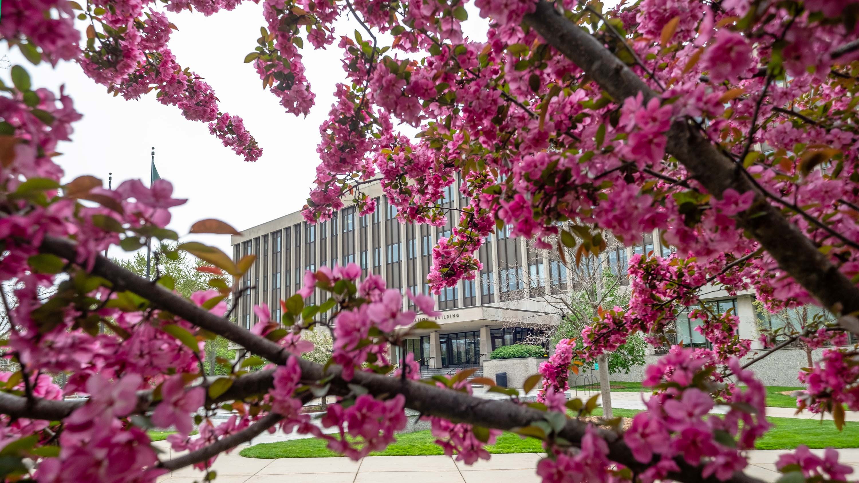 Tree covered with pink flowers framing Hannah Administration building