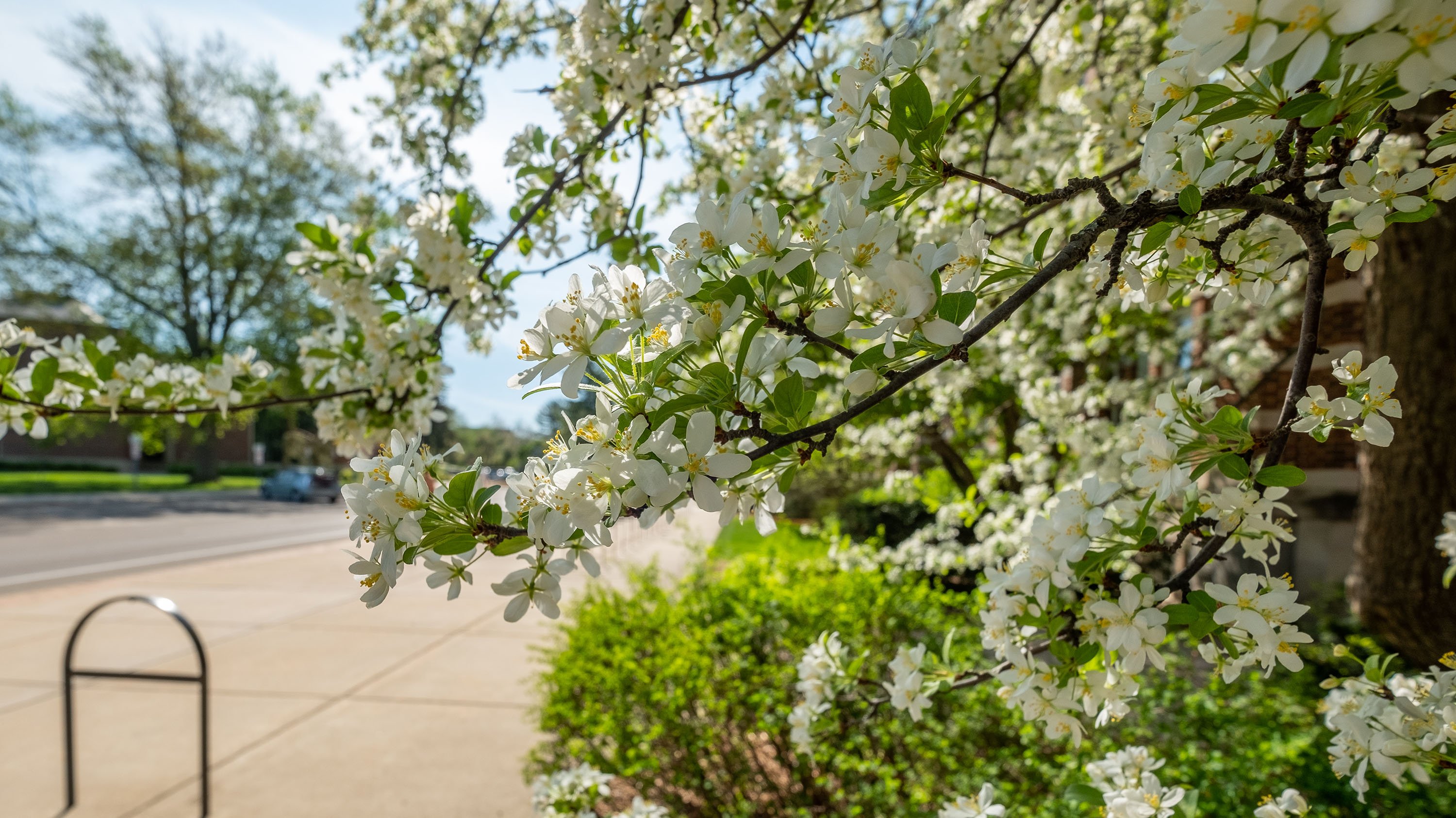White flowers on tree near IM Circle