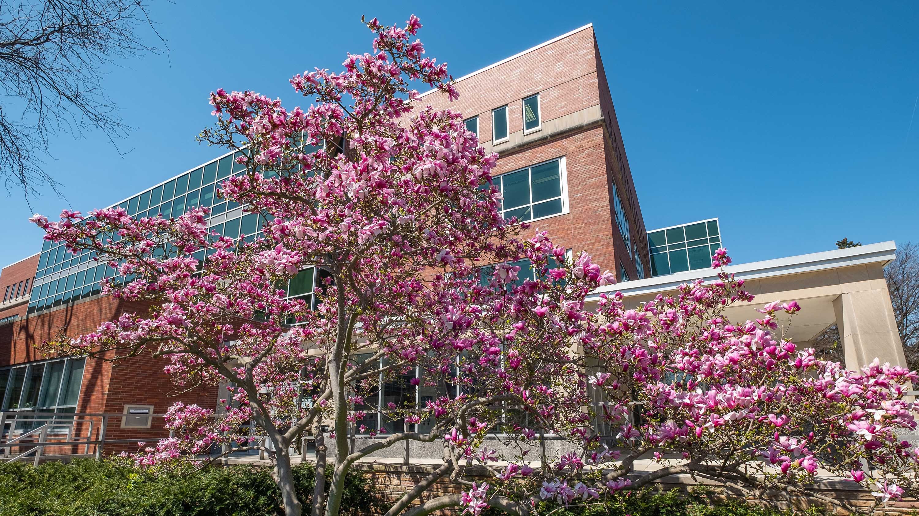 Pink saucer magnolia tree in front of MSU Library