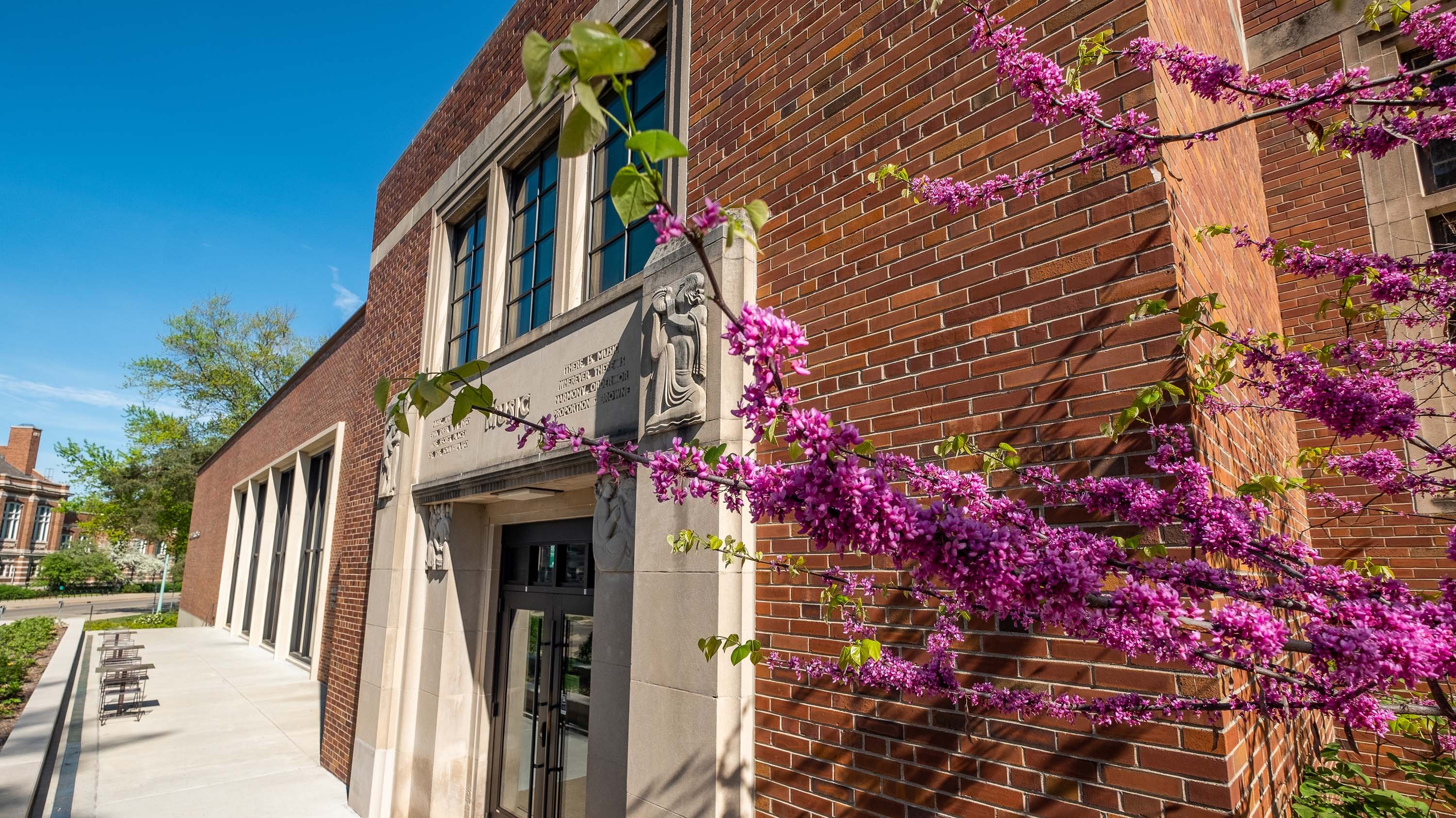 Purple/pink flowers on a branch outside Music building