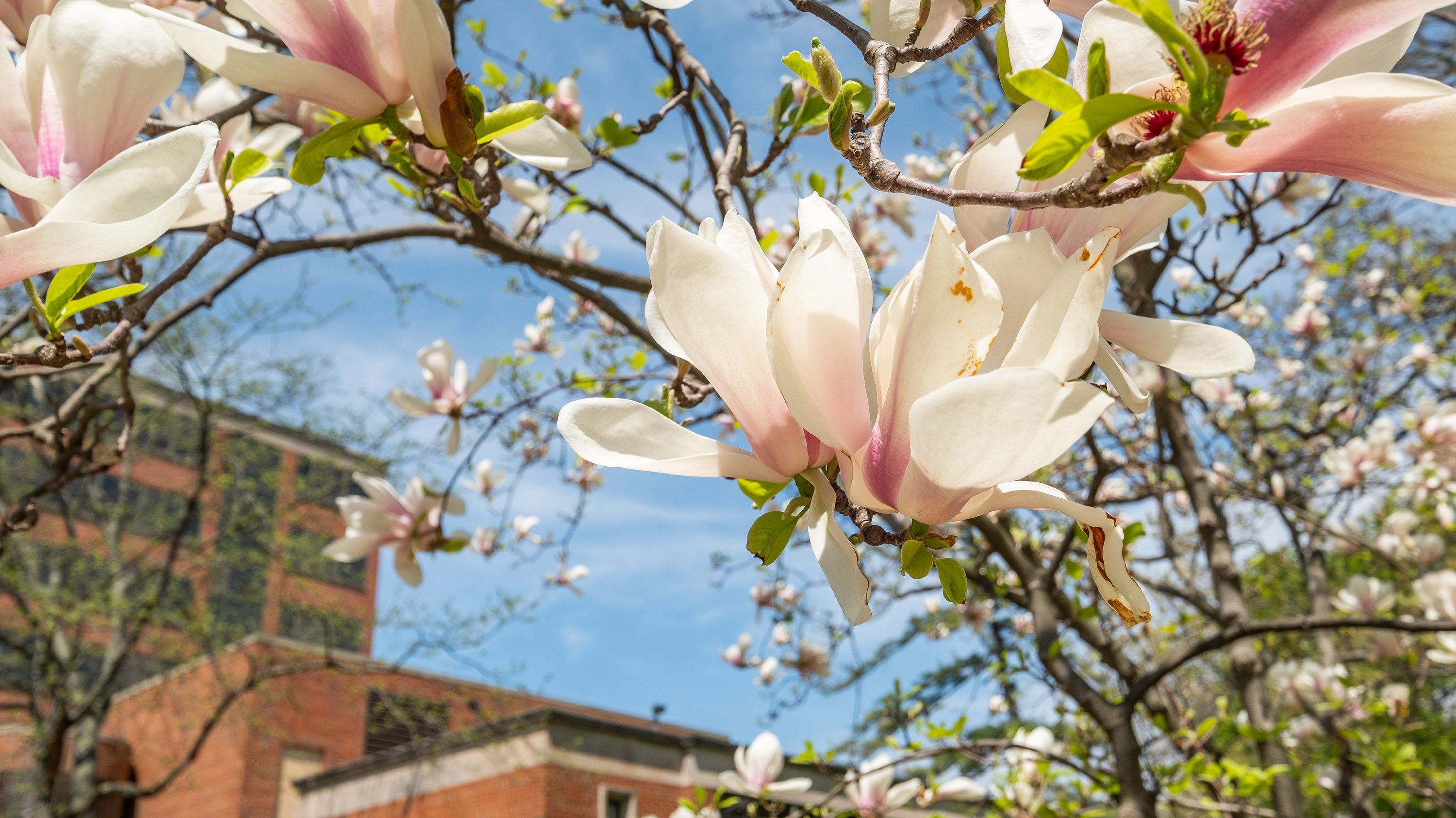 Magnolia flowers near Kellogg Center