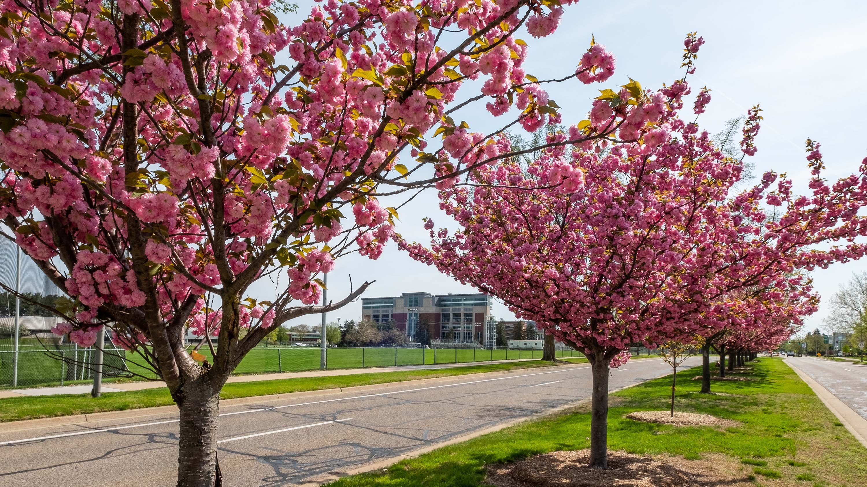 Pink flowers on trees near Spartan Stadium