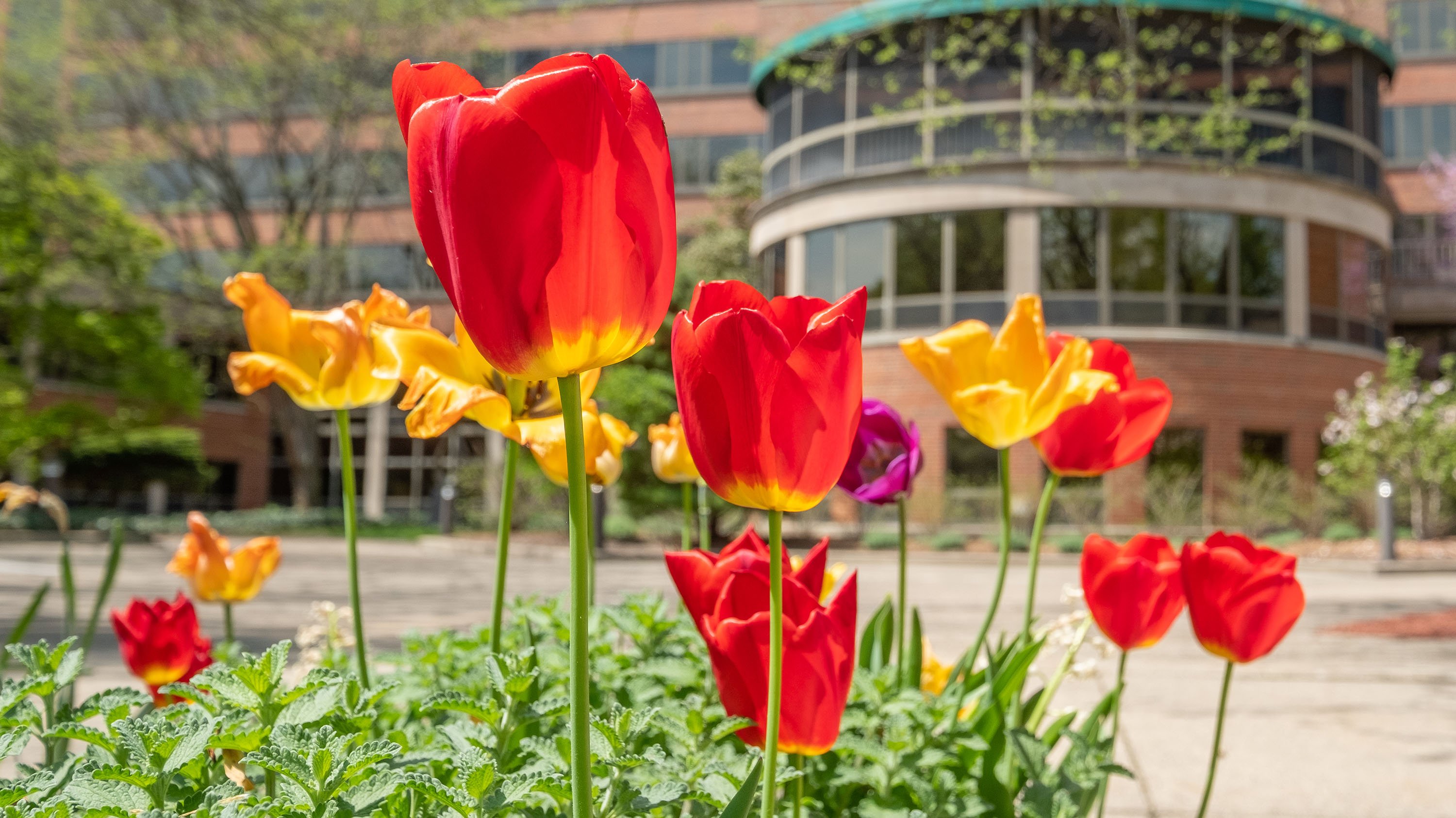 Red, yellow, and purple tulips near Kellogg Hotel