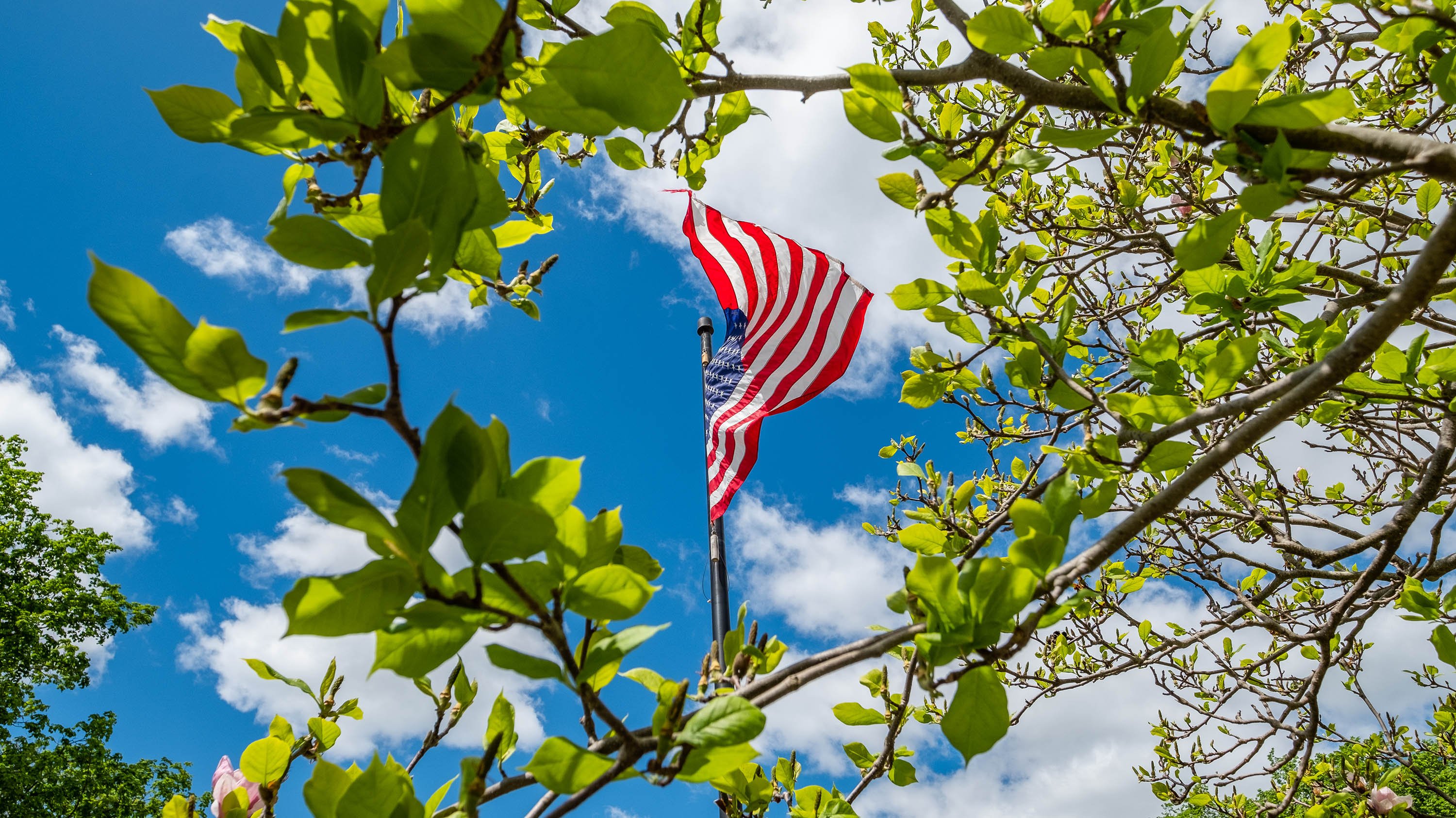 American flag surrounded by branches and leaves