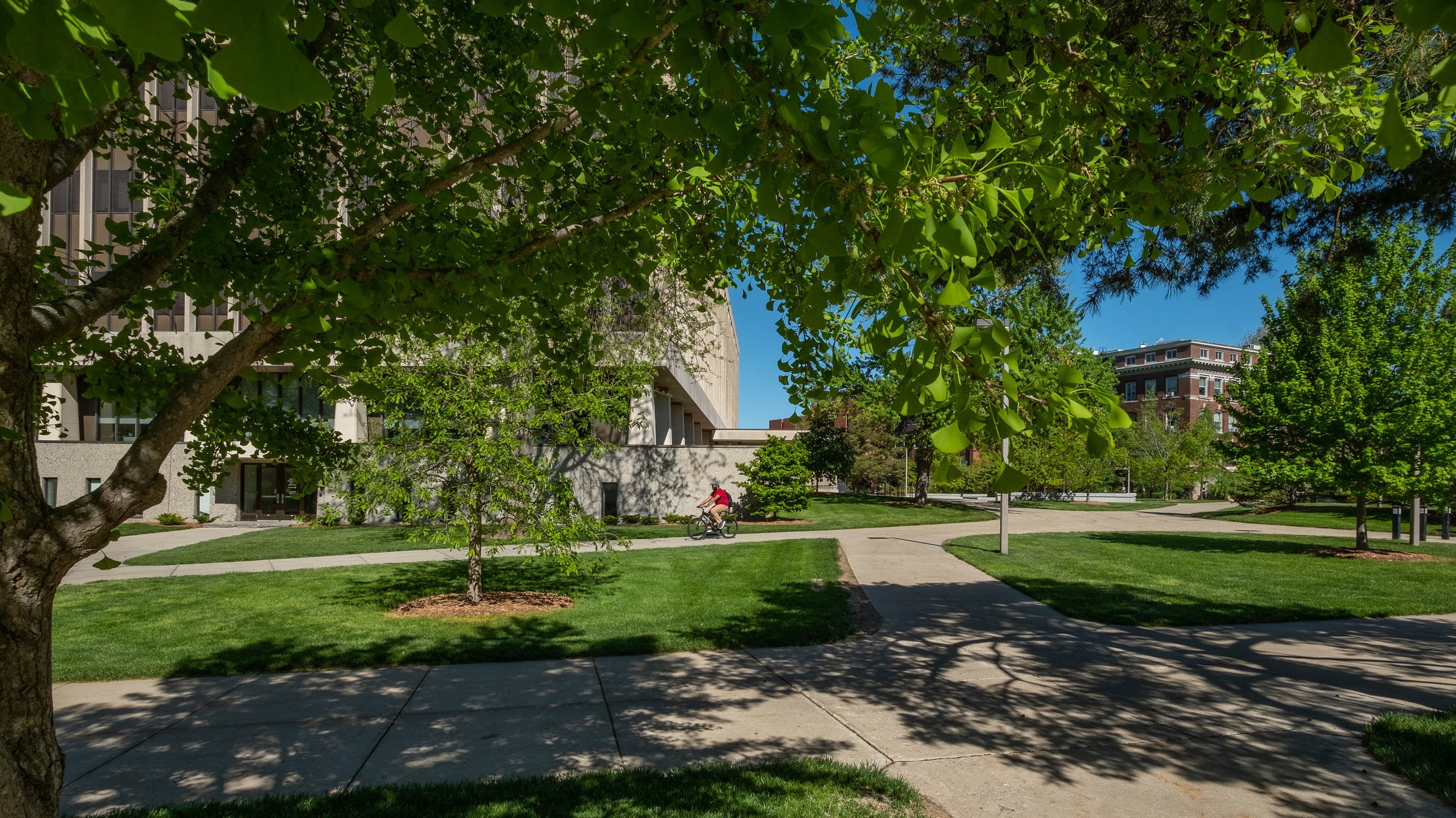 Hard shadows of a Ginkgo biloba tree framing the Hannah Administration building