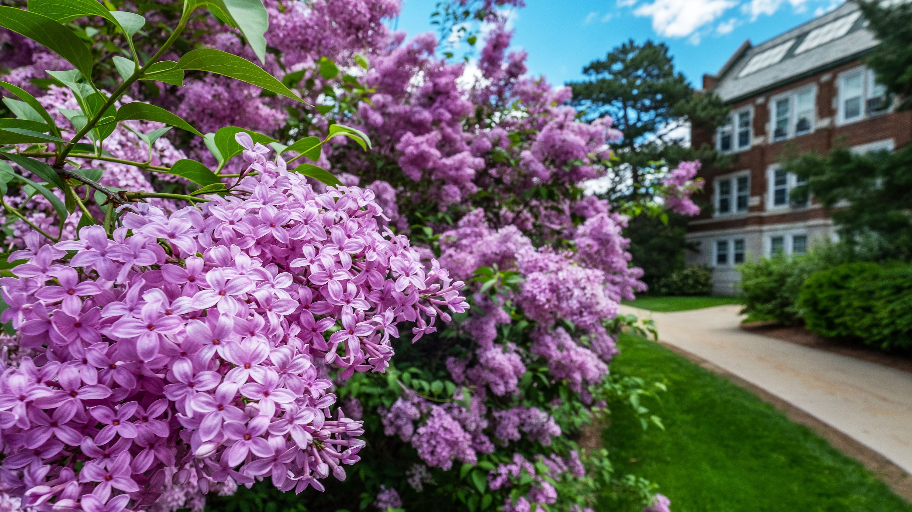 Lilac bushes in front of Old Horticulture building