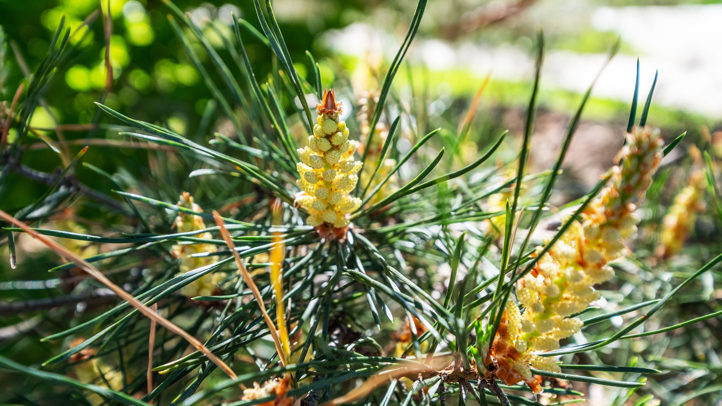 Budding pinecones