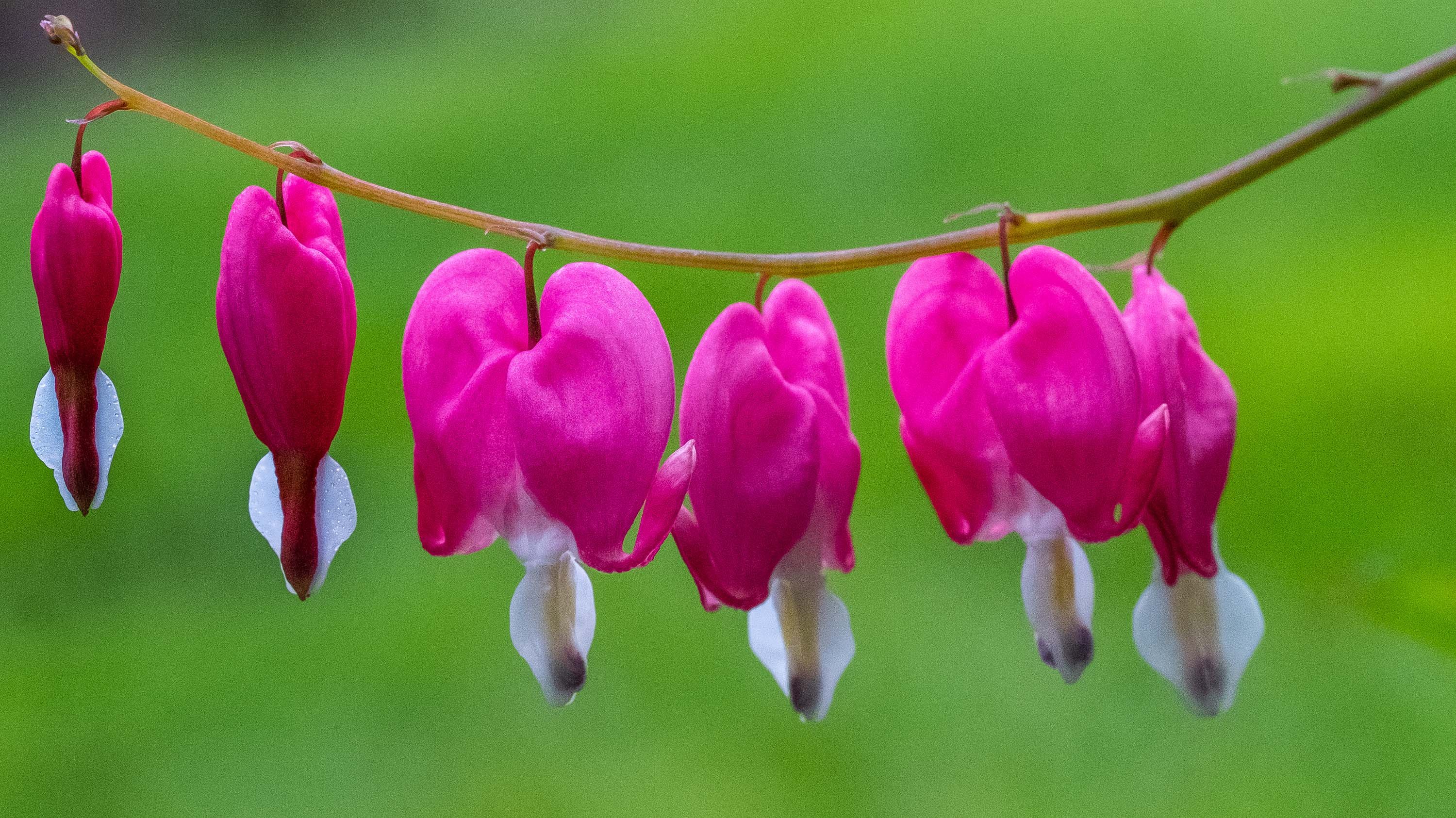 Bleeding heart flowers