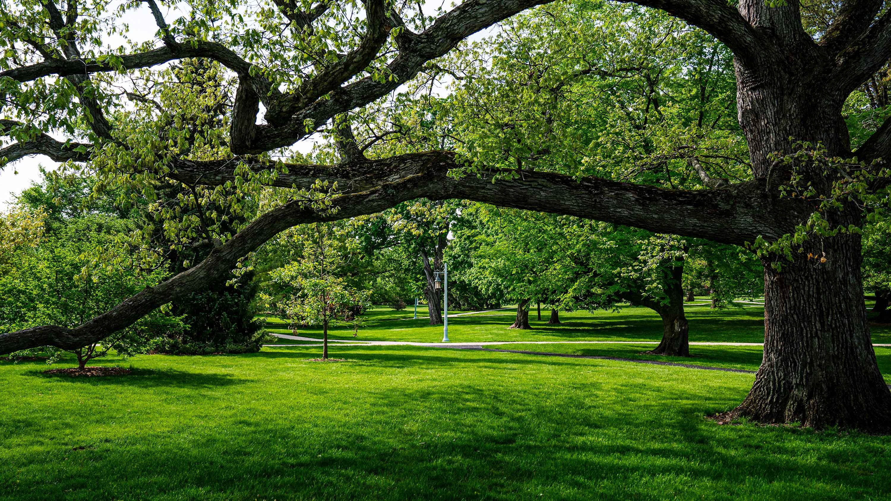 Green space under trees on MSU campus