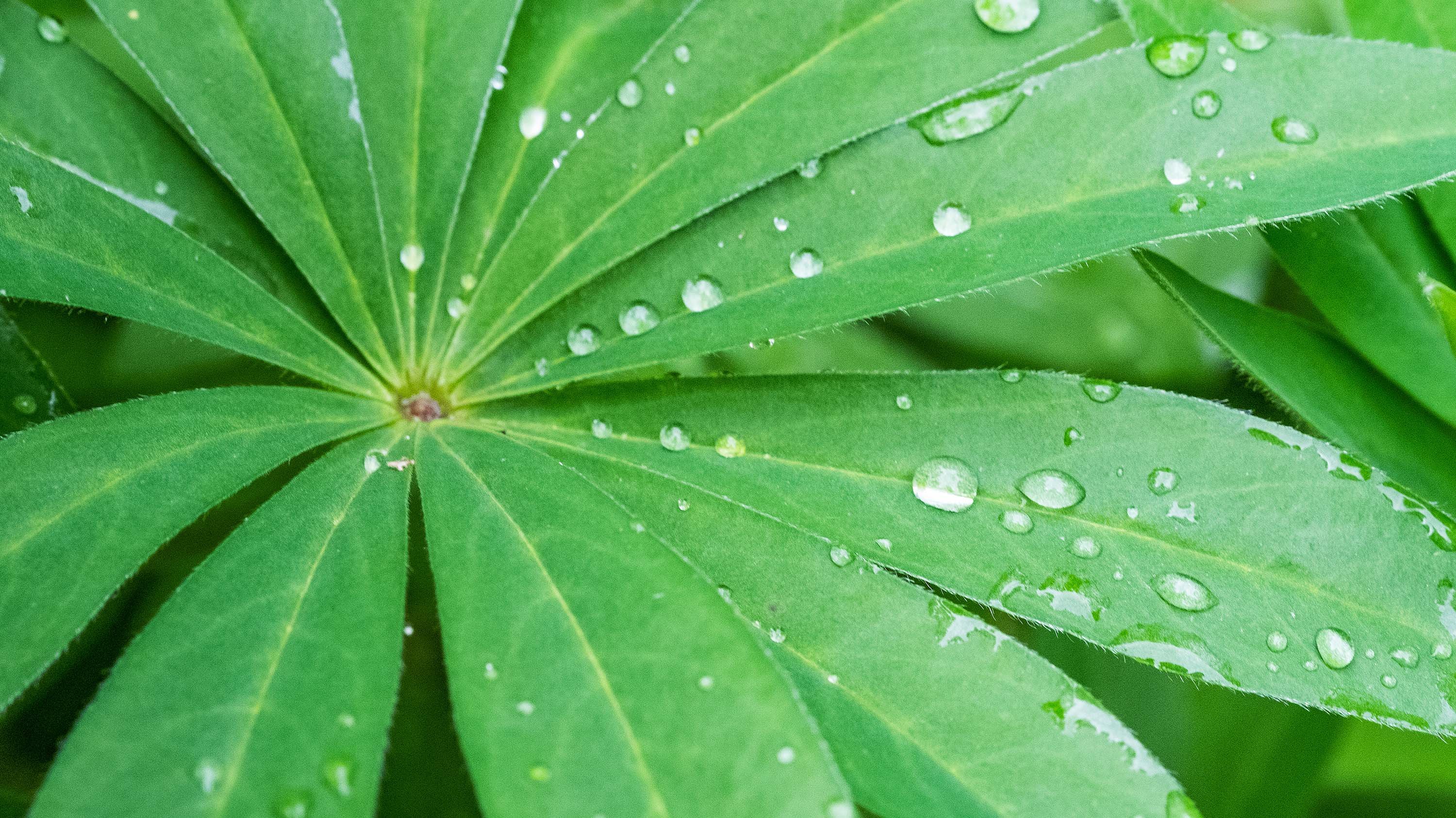 Raindrops rest on blades of green leaves in the William J. Beal Botanical Garden