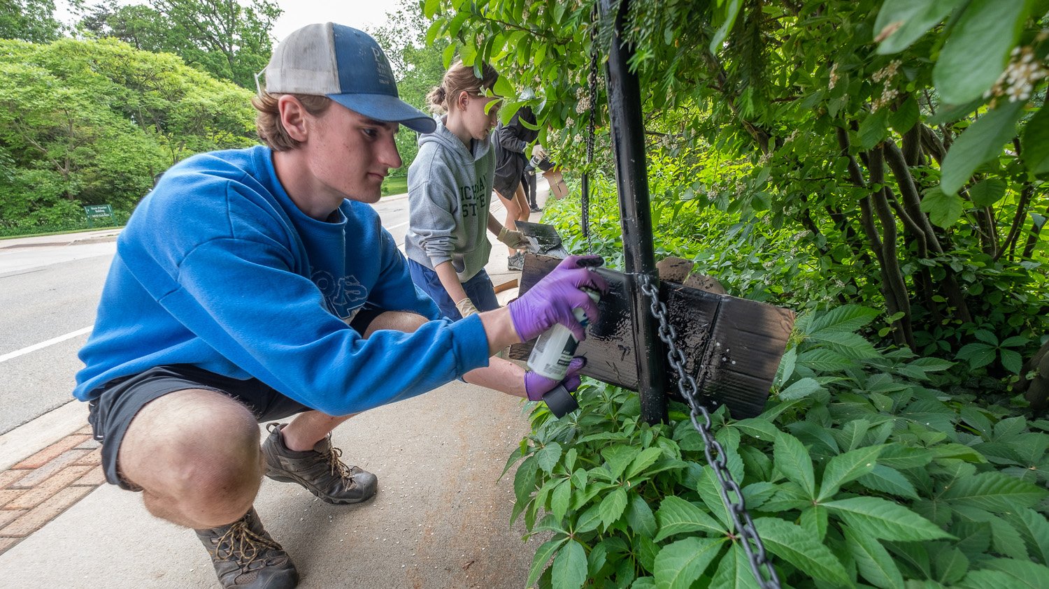Beal Botanical Garden employees spray-painting chain fence with black spray paint